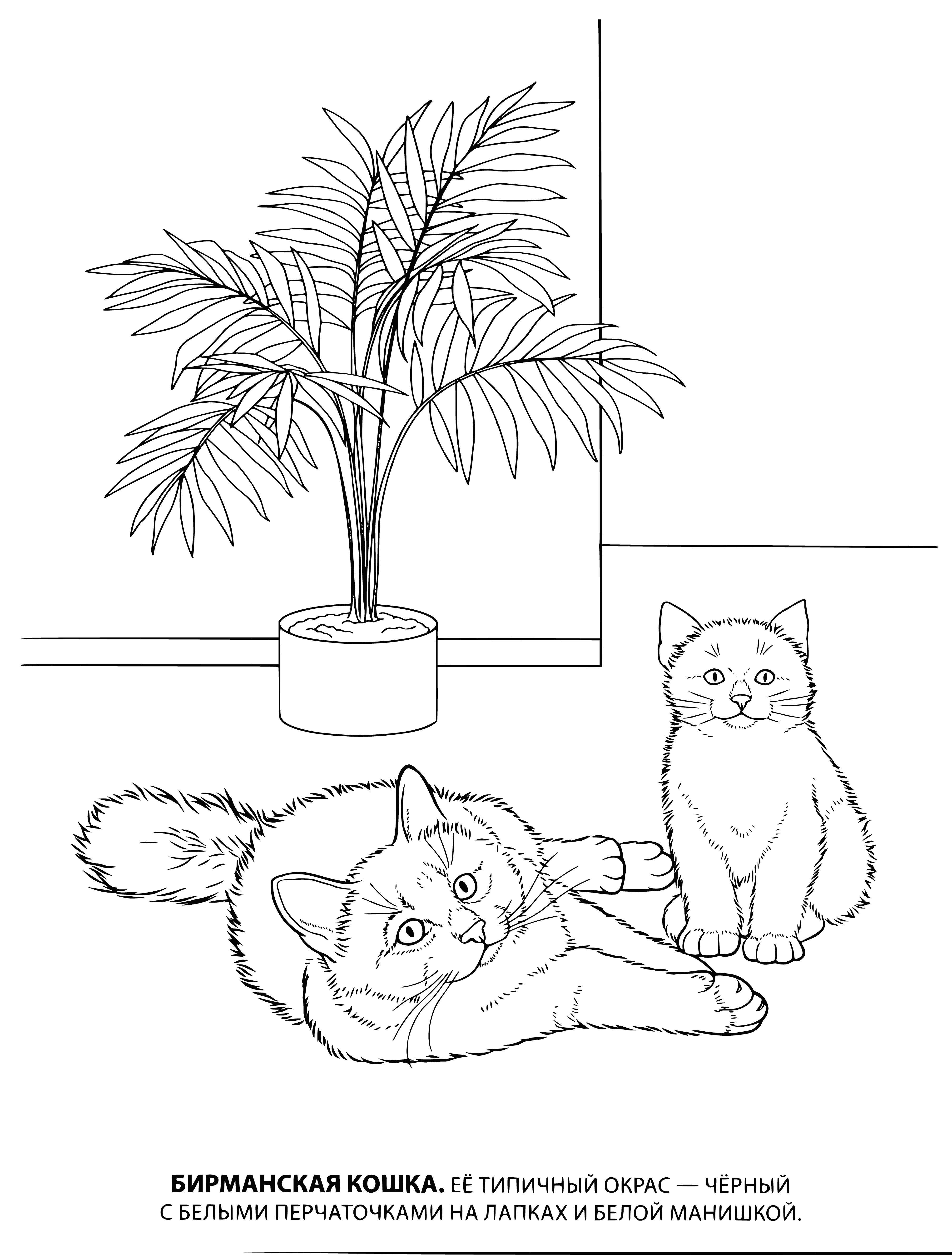 coloring page: Burmese cats are medium-large, muscular cats with round heads, small ears, and a variety of fur colors. They have smooth, silky coats, large eyes set far apart, and short legs.