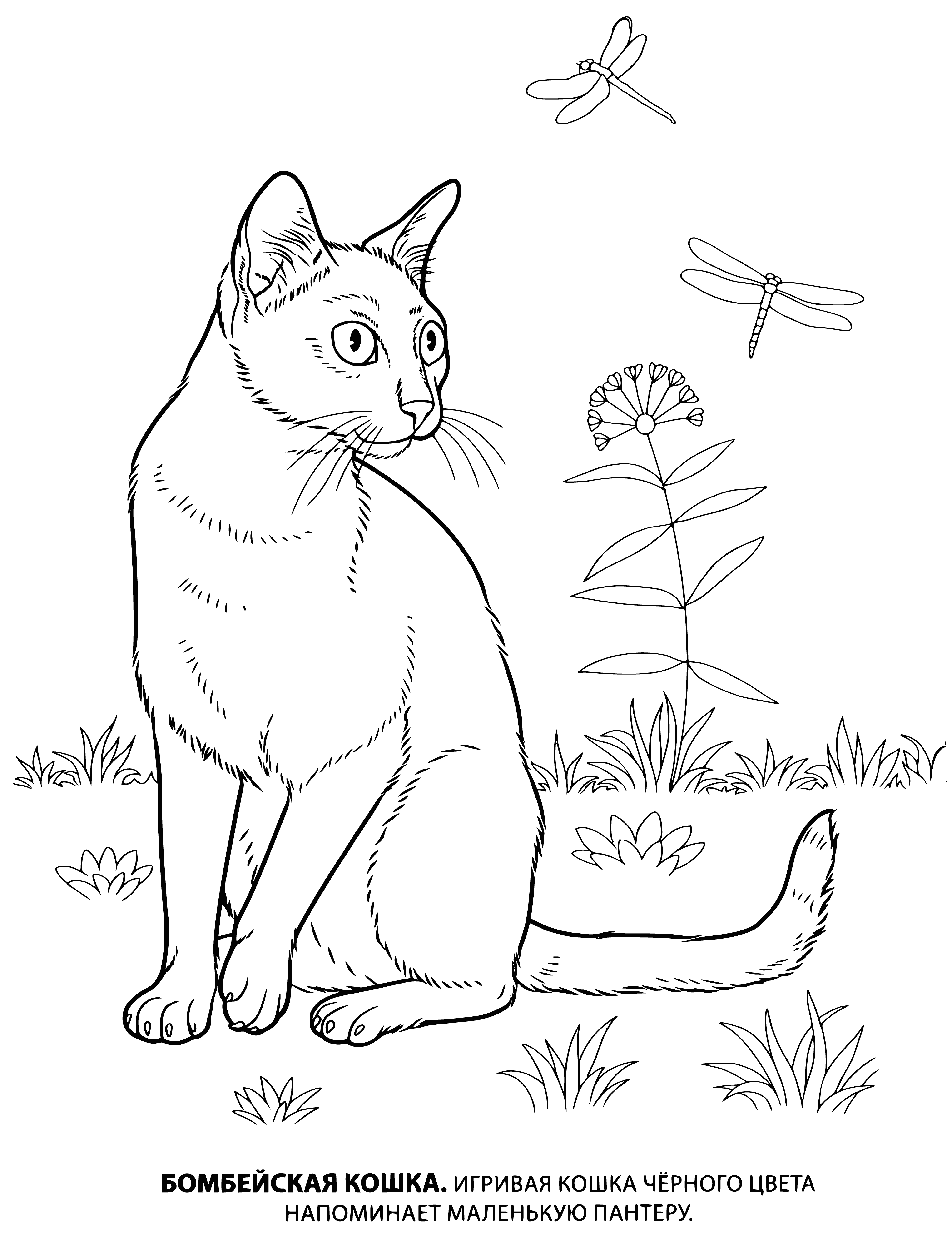 coloring page: The Bombay cat is a medium-sized, muscular cat with a short, glossy black coat, copper-colored eyes, and friendly, affectionate personality.