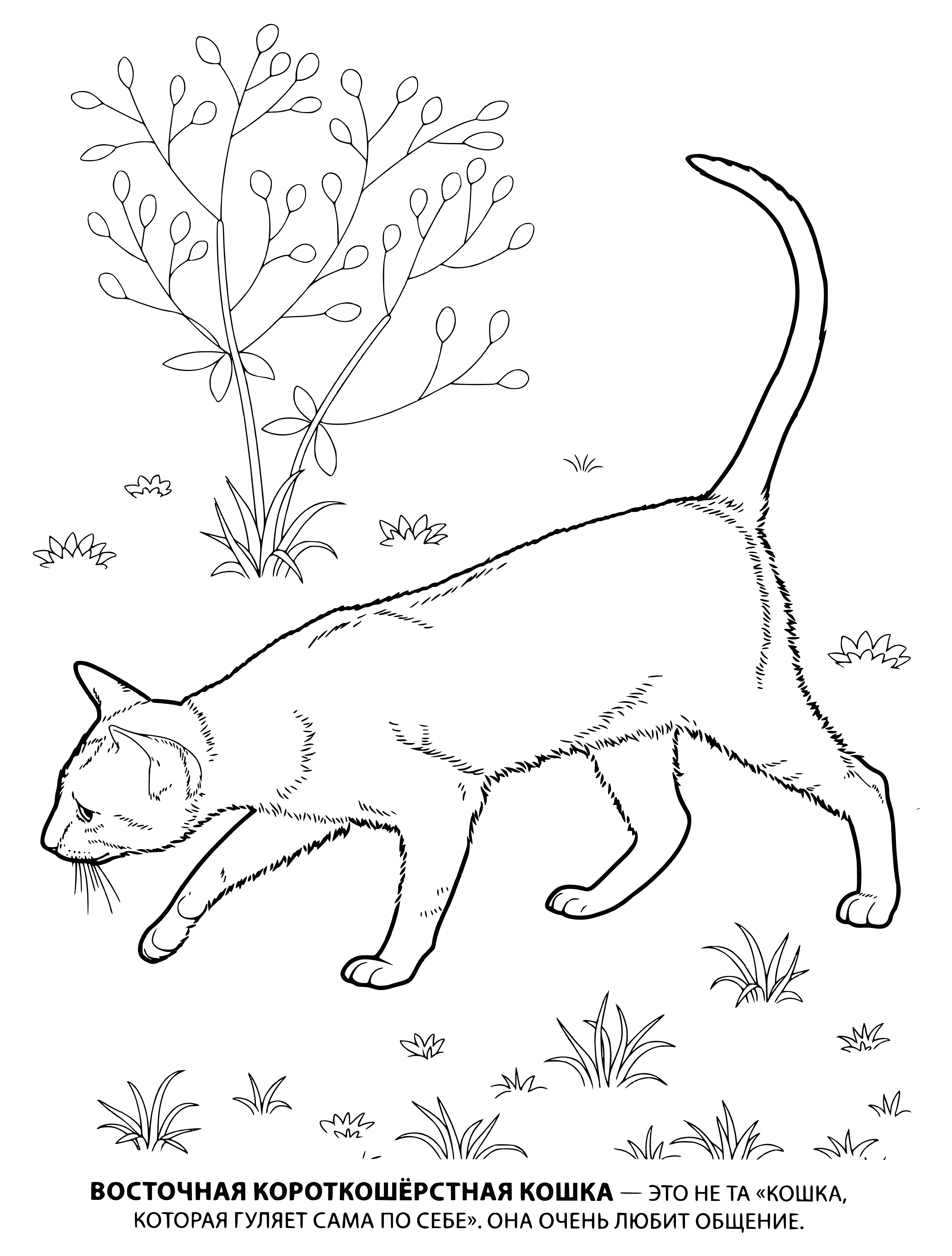 coloring page: Medium-sized cat with short, brown and black fur, round head, green eyes, black ears with white tips, and a long, black tail.