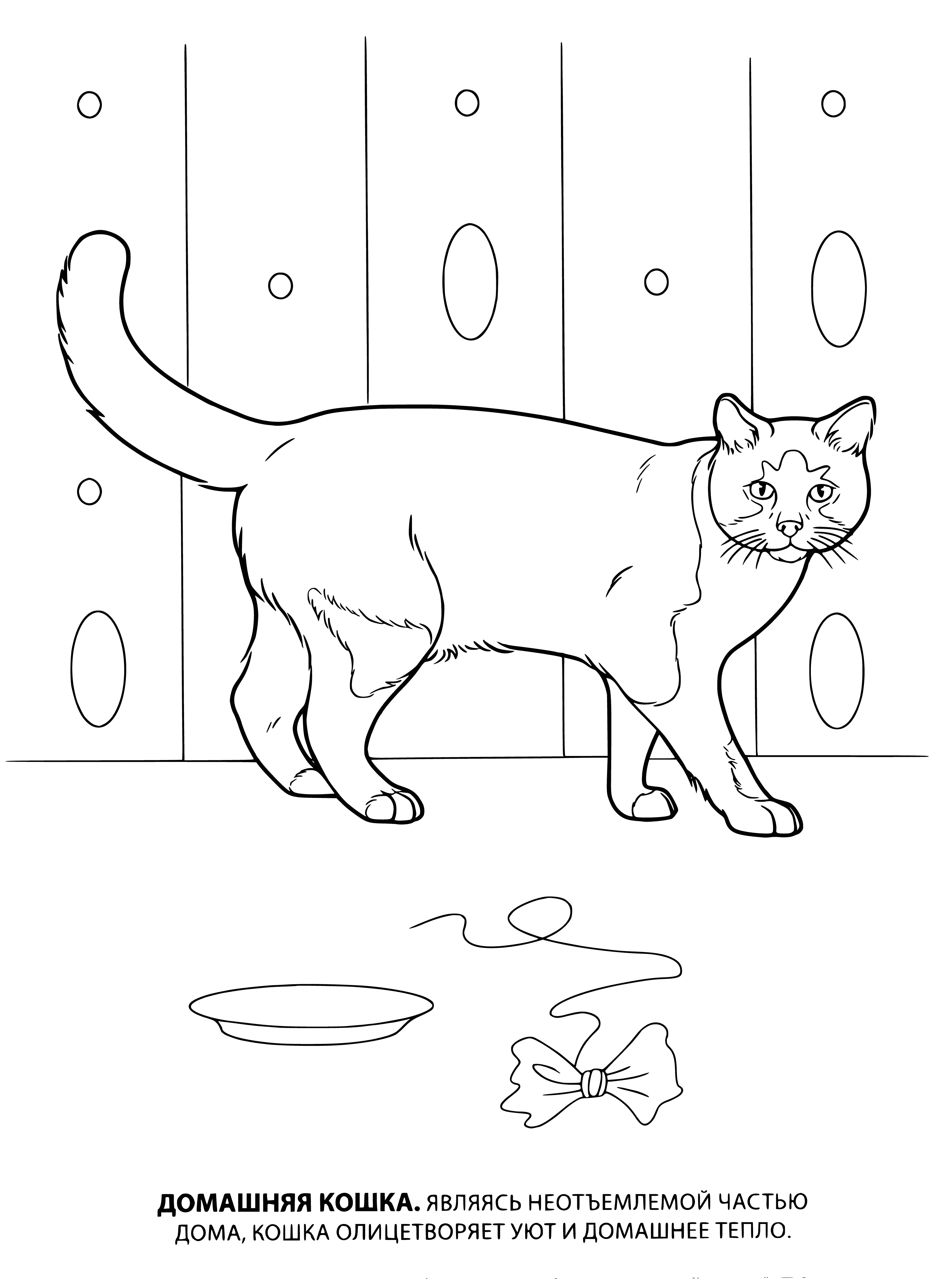 coloring page: Cat: long body/short legs, brown/white fur, long tail, sitting on a chair.