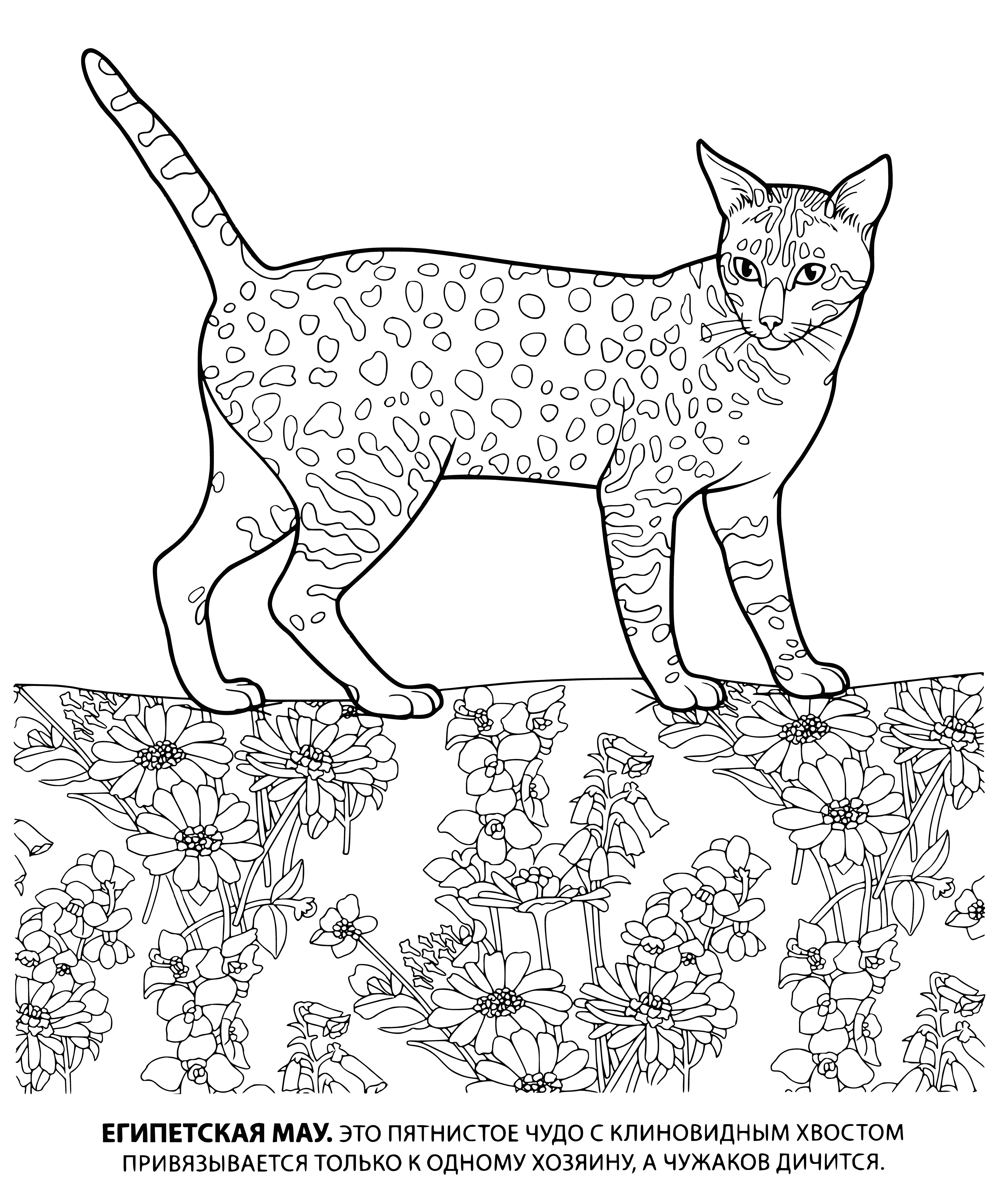coloring page: Four cats with black & silver striped fur, long & thin faces, large eyes, & pointed ears; similar to Egyptian cats.