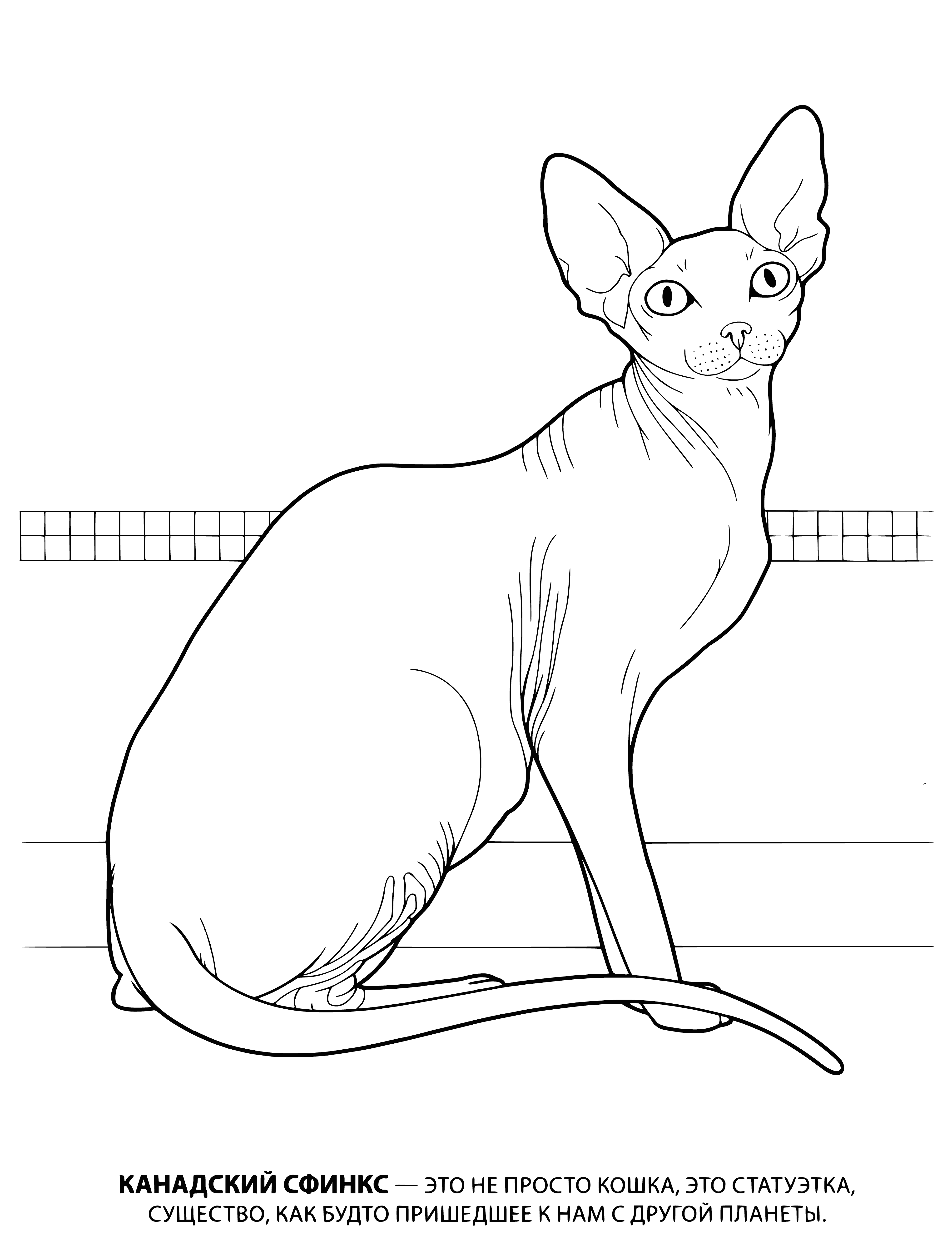 coloring page: The Canadian Sphynx is known for its large ears, long body & short legs. It's affectionate and intelligent.