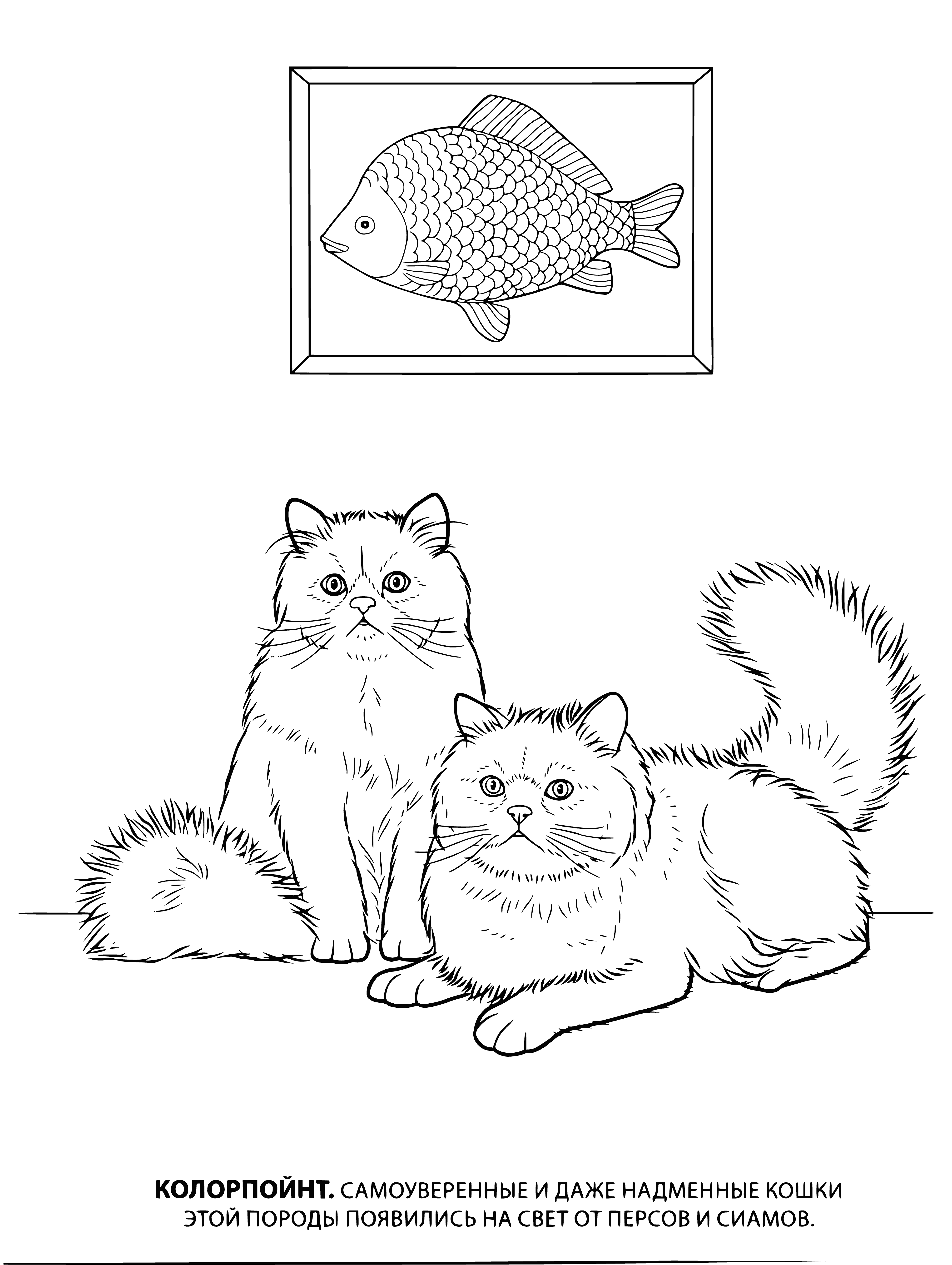 coloring page: Two cats, one brown & white and the other gray & white, cuddled up together with pointy ears.