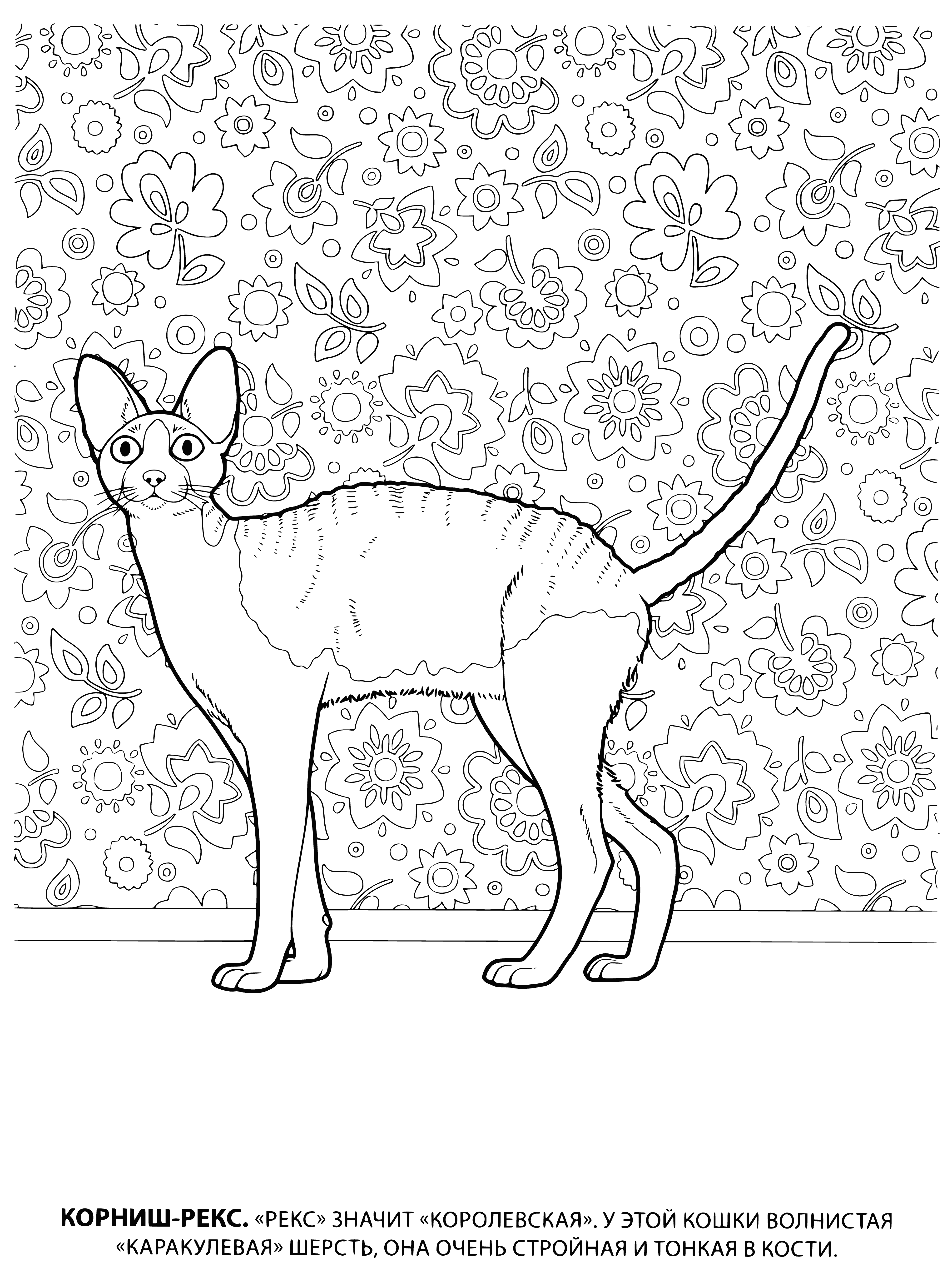 coloring page: Grey and white Cornish Rex atop scratching post, blissfully enjoying a good scratch with ears tilted forward & eyes closed.