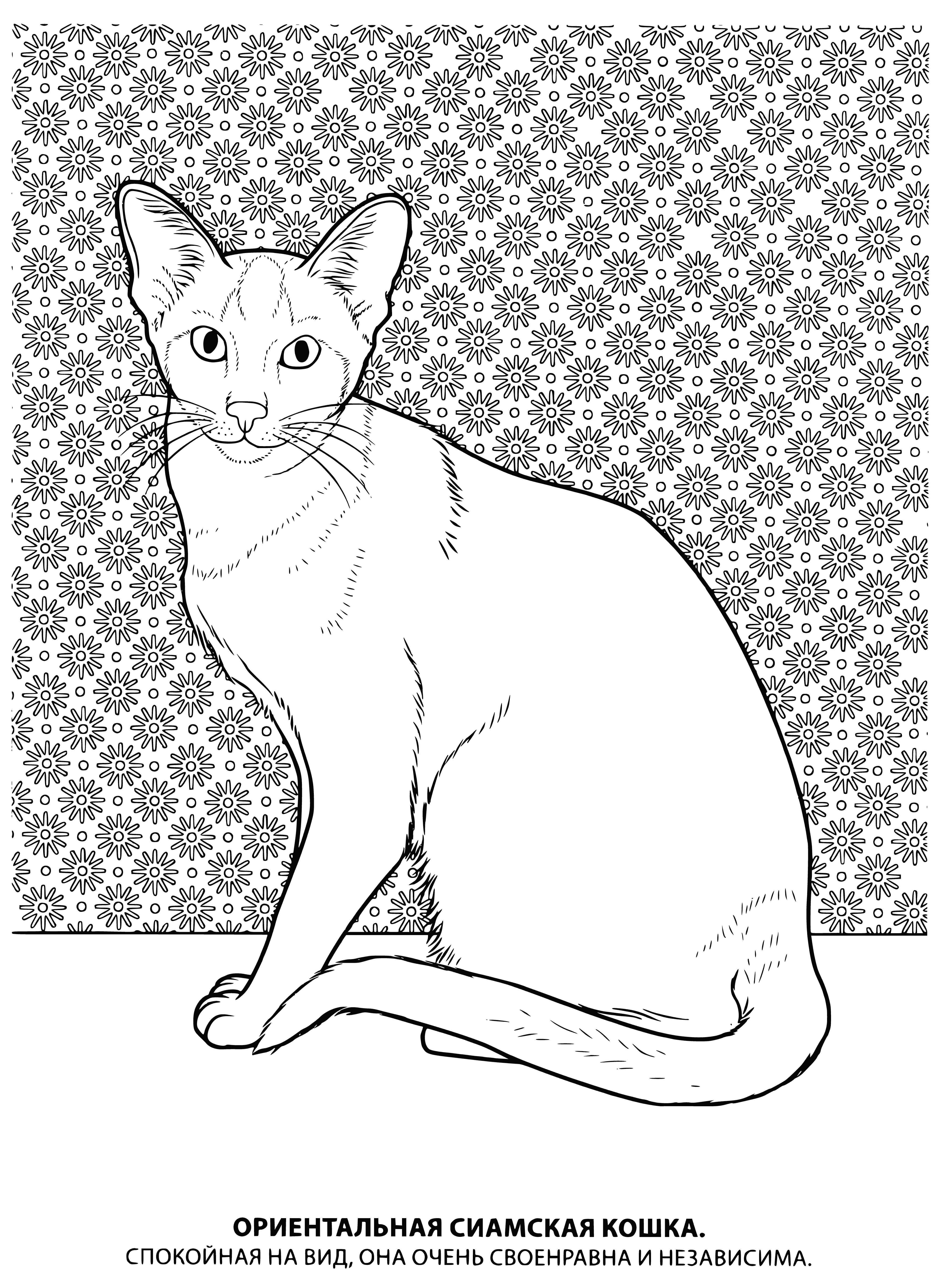 coloring page: Coloring page of siamese cat w/ short, dense fur & cream-colored body w/ dark points on face, ears, legs & tail.