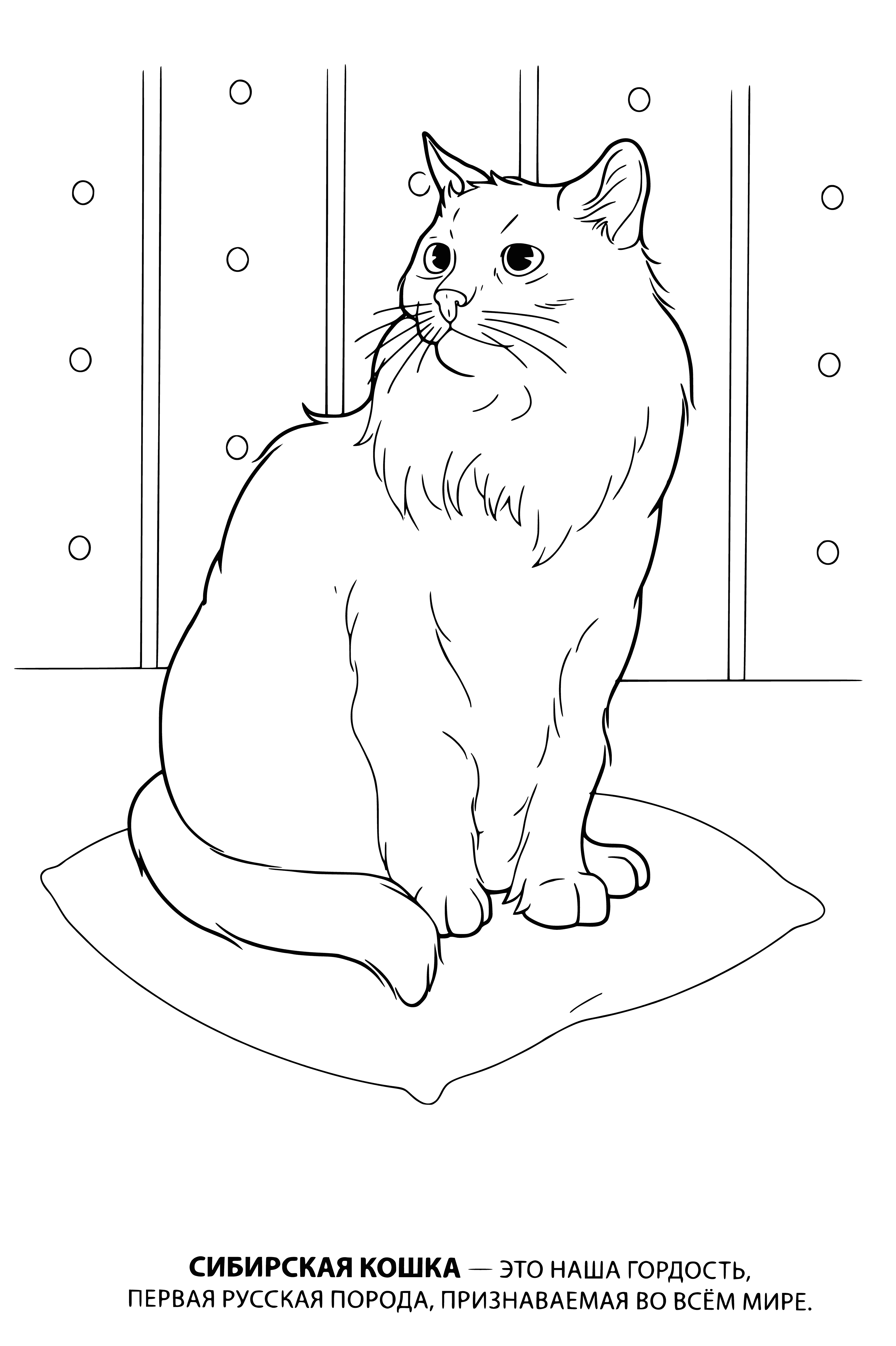 coloring page: Cat has gray/white fur, green eyes, and long tail--coloring page shows Siberian cat. #catlover