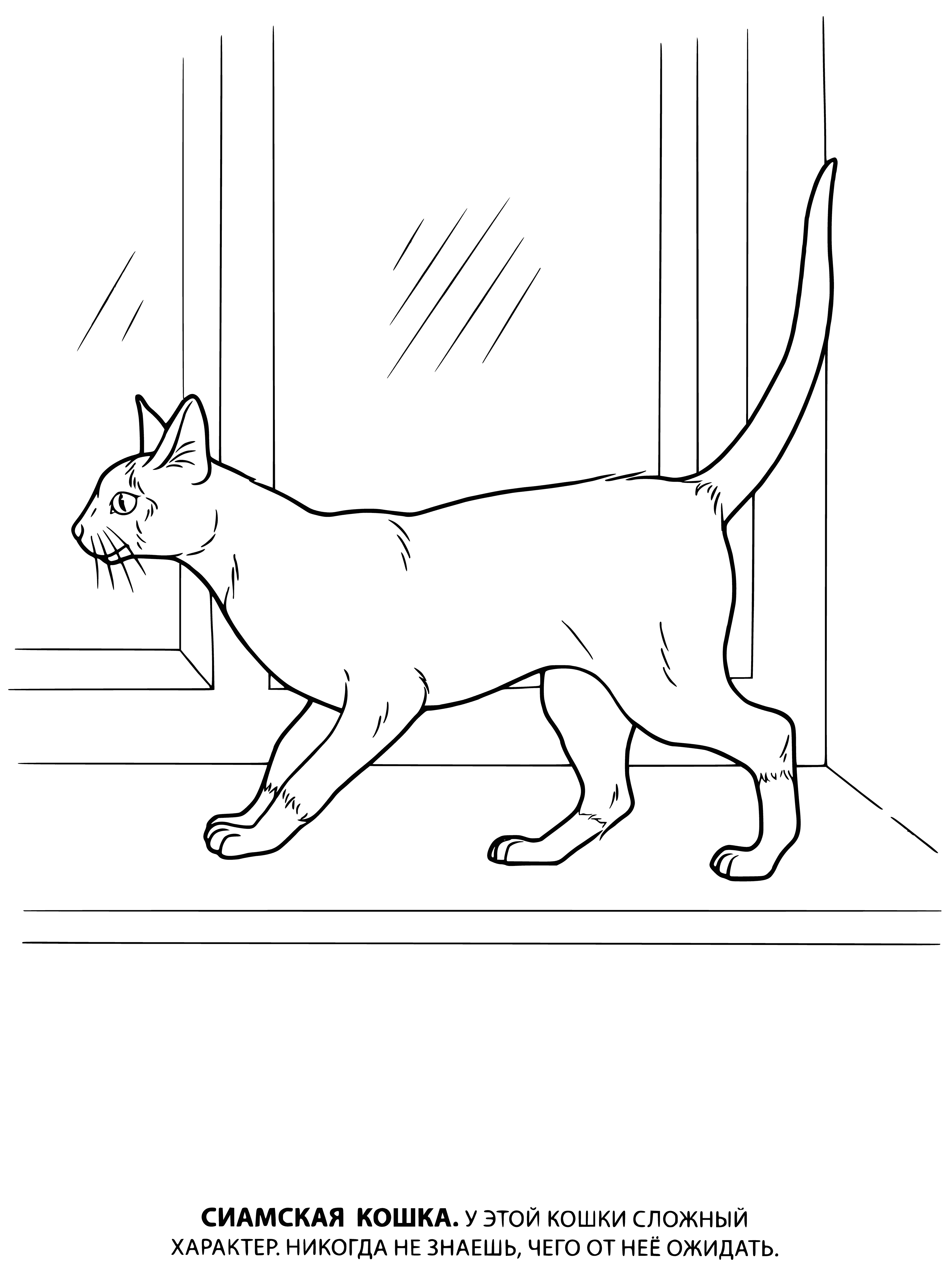 Siamese cat coloring page