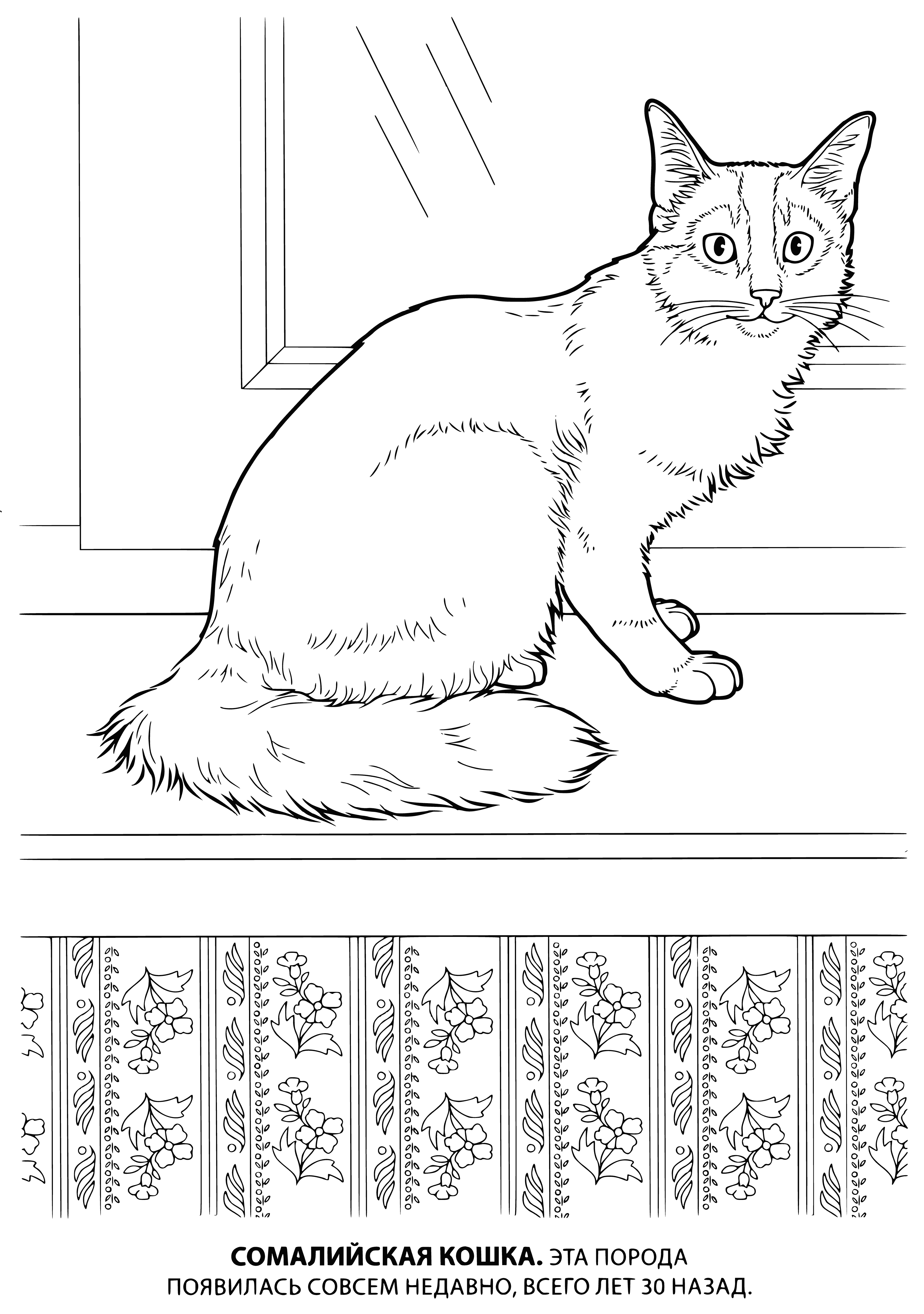 coloring page: The Somali cat is a long, thin cat with big ears and lightbrown fur. It has dark stripes along its back and tail.