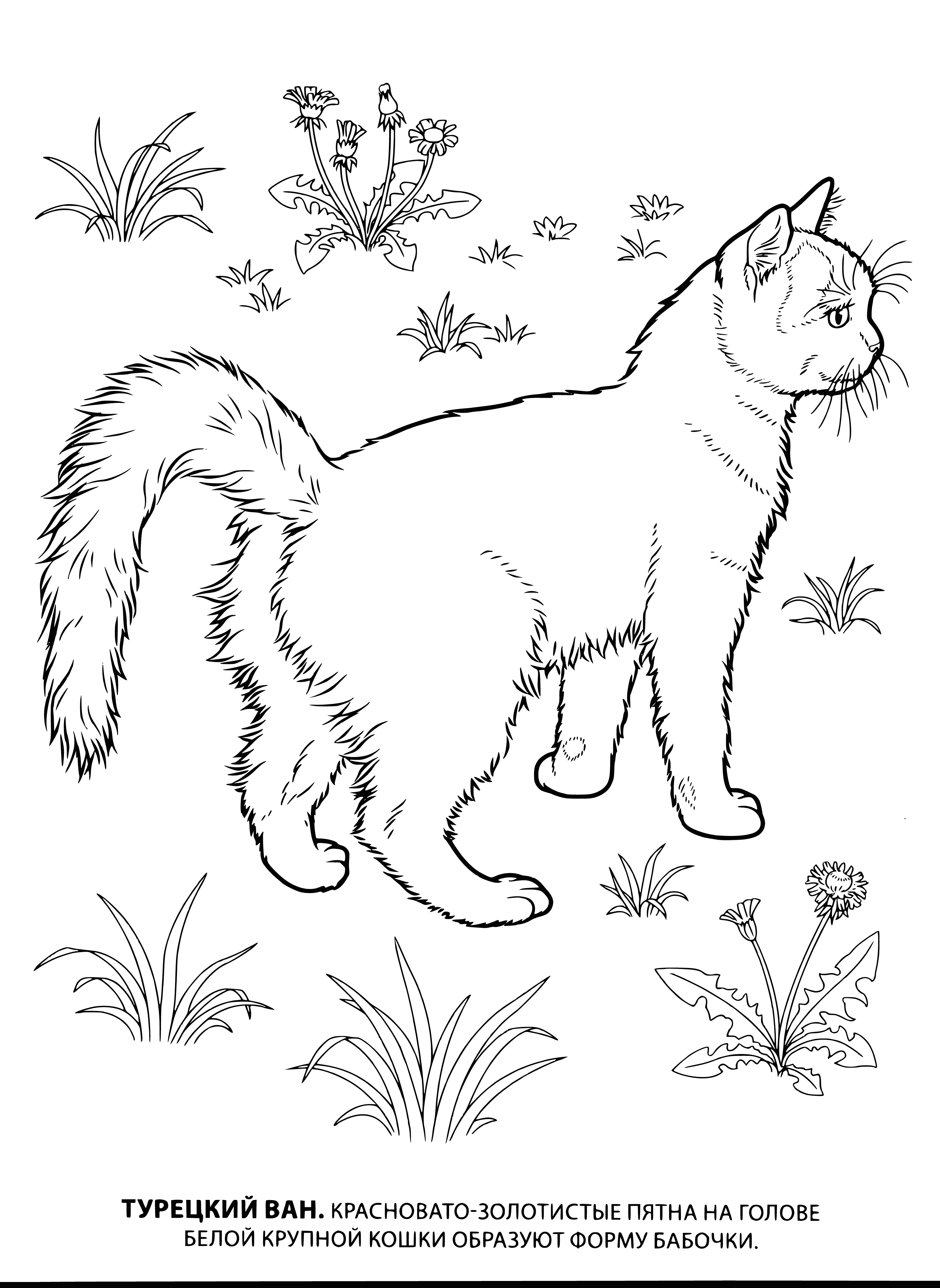coloring page: 3 cats coloring page: white w/ black spots, orange & black laying and white sitting. All have long, fluffy tails.