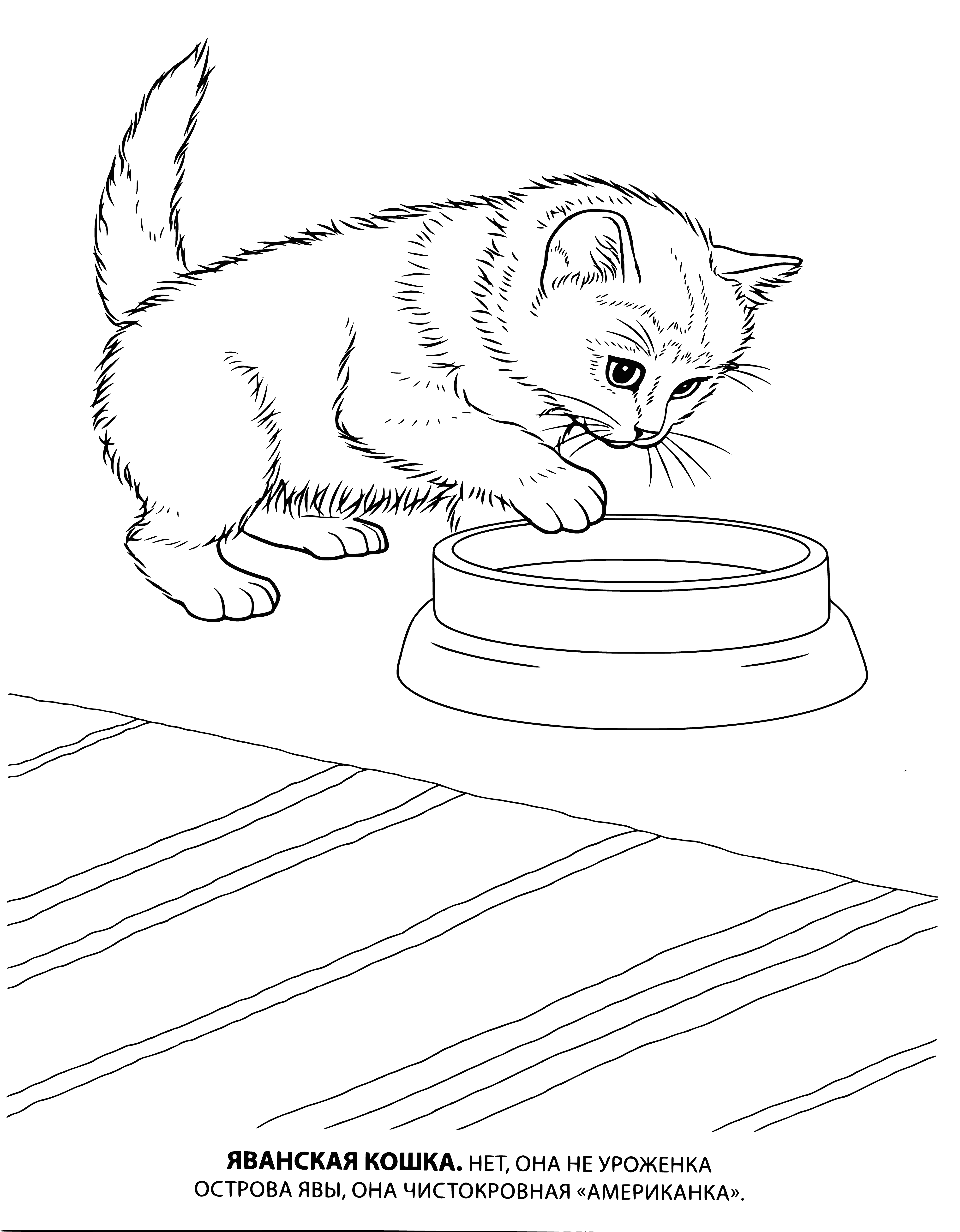 coloring page: Loving and gentle Javanese cats have a sleek coat and are known for their intelligence, grace, agility and curiosity. They are quieter than other breeds and come in many colors.