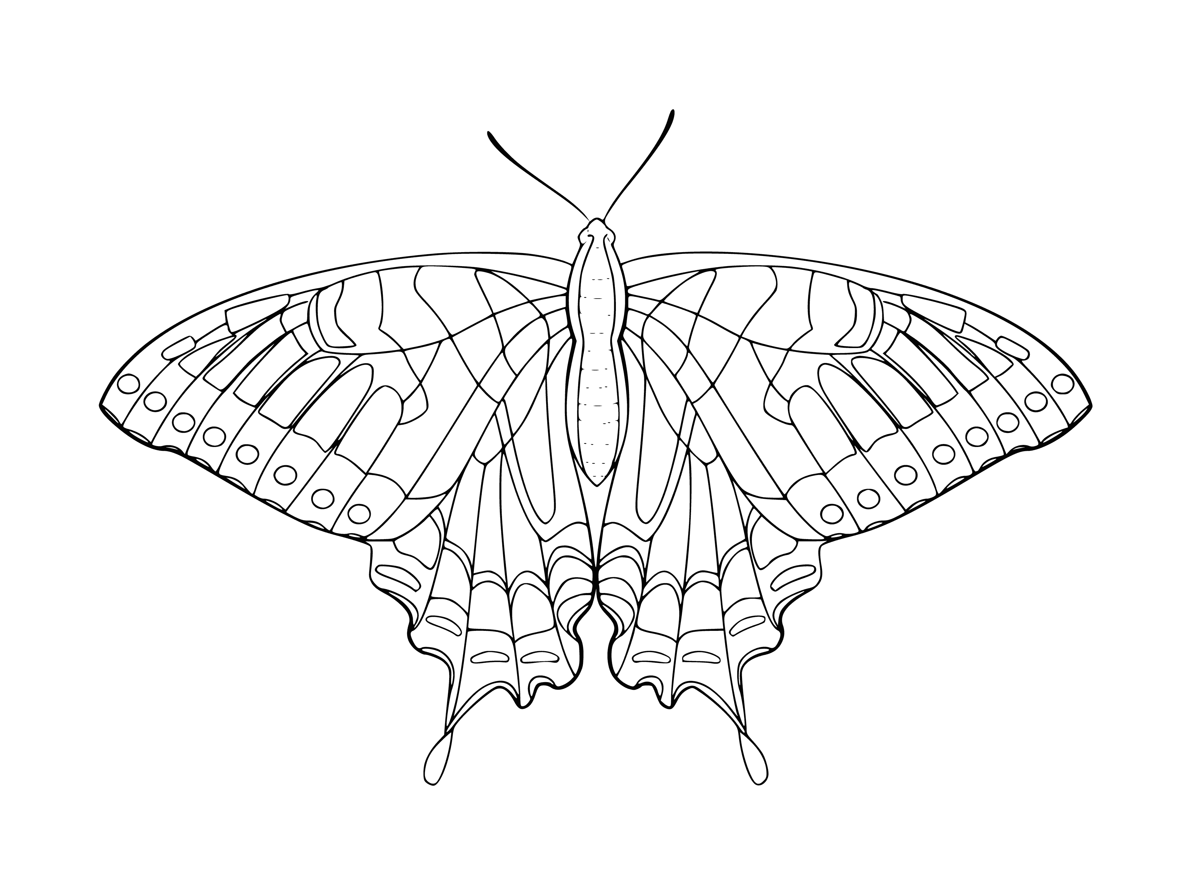 coloring page: Beautiful orange butterfly with black spots is flying near flowers, wings wide and body long.