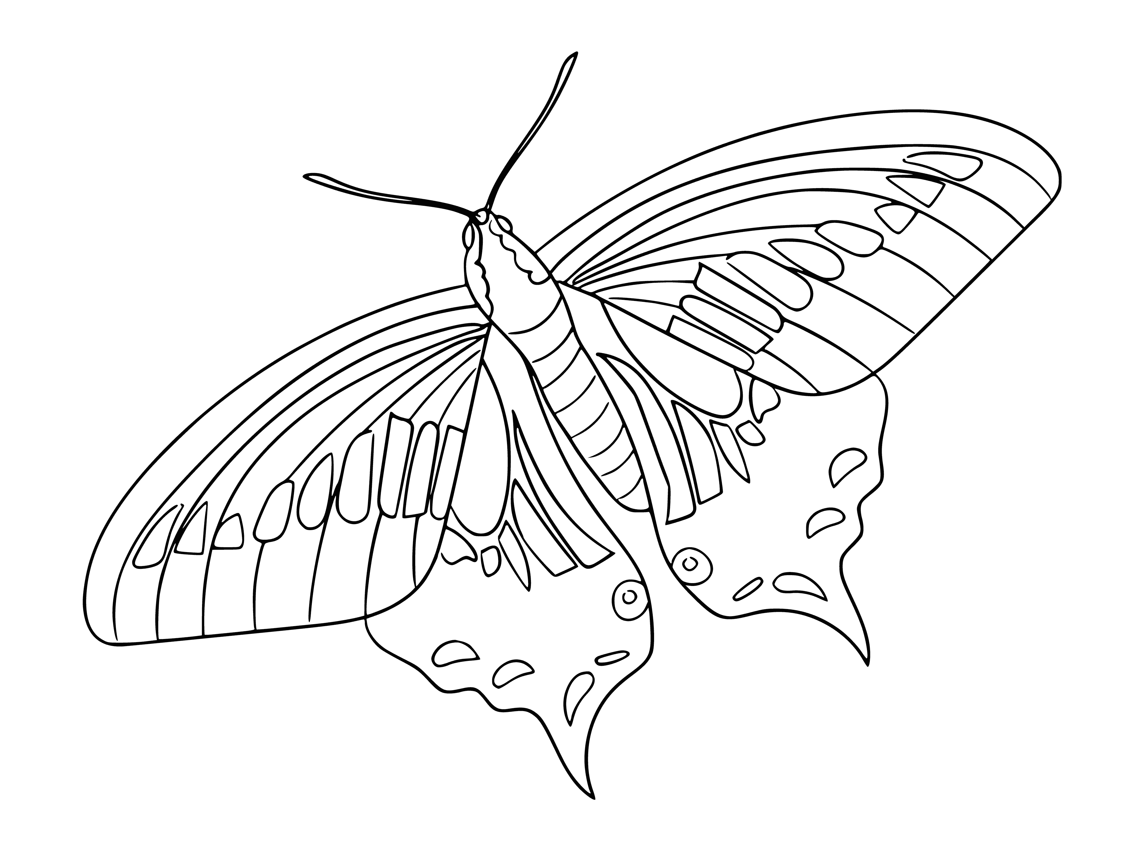 coloring page: Four butterflies with unique colorful wings and patterns, from orange/black to black/yellow/white.