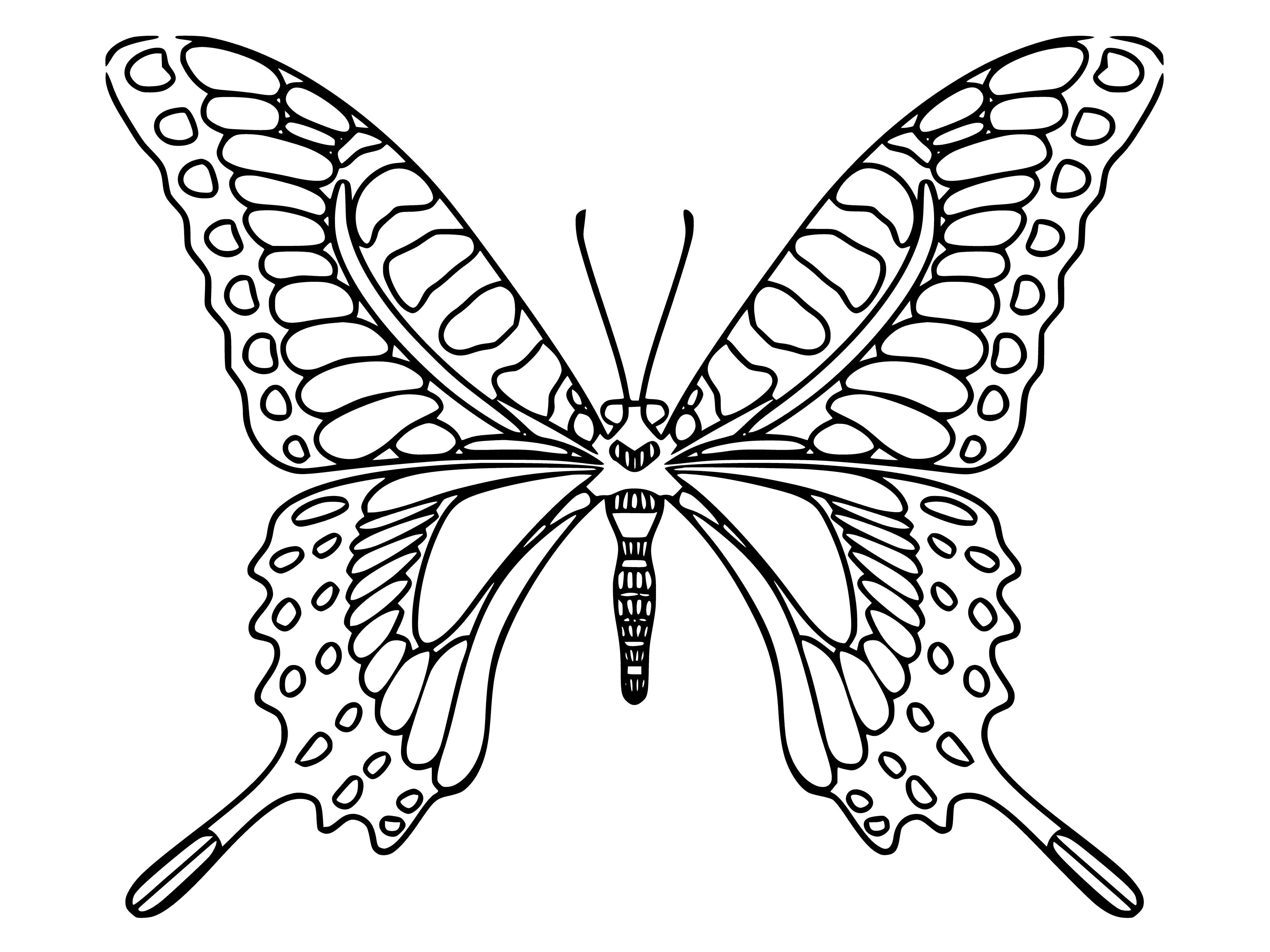 coloring page: Butterflies have two big wings w/ colorful scales, a long thin body and delicate legs. Their wings are brightly patterned to attract mates. #biology