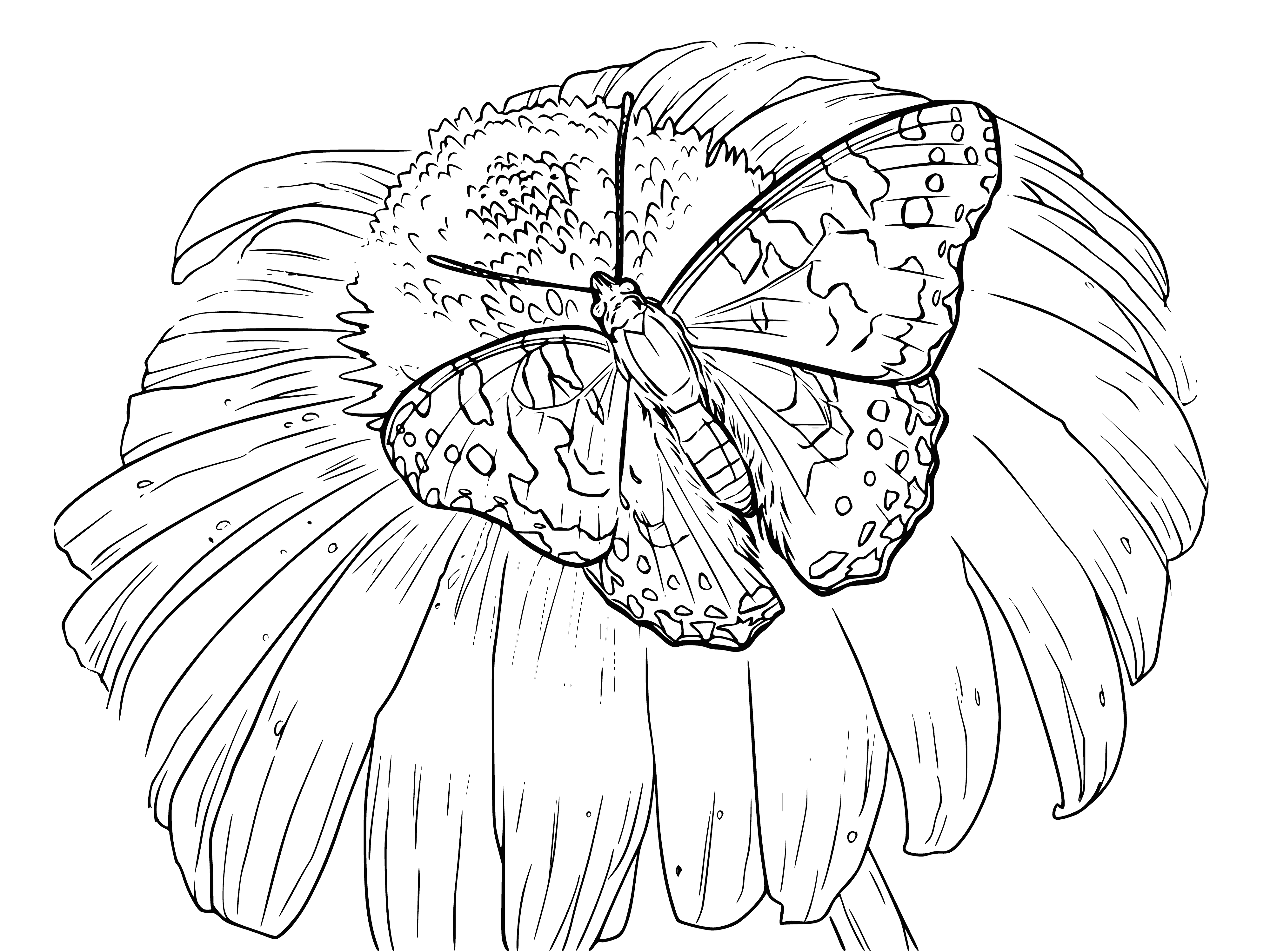 coloring page: Butterfly sits atop a camomile flower. Mostly white with black spots, long antennae. Flower is yellow and white with many petals.