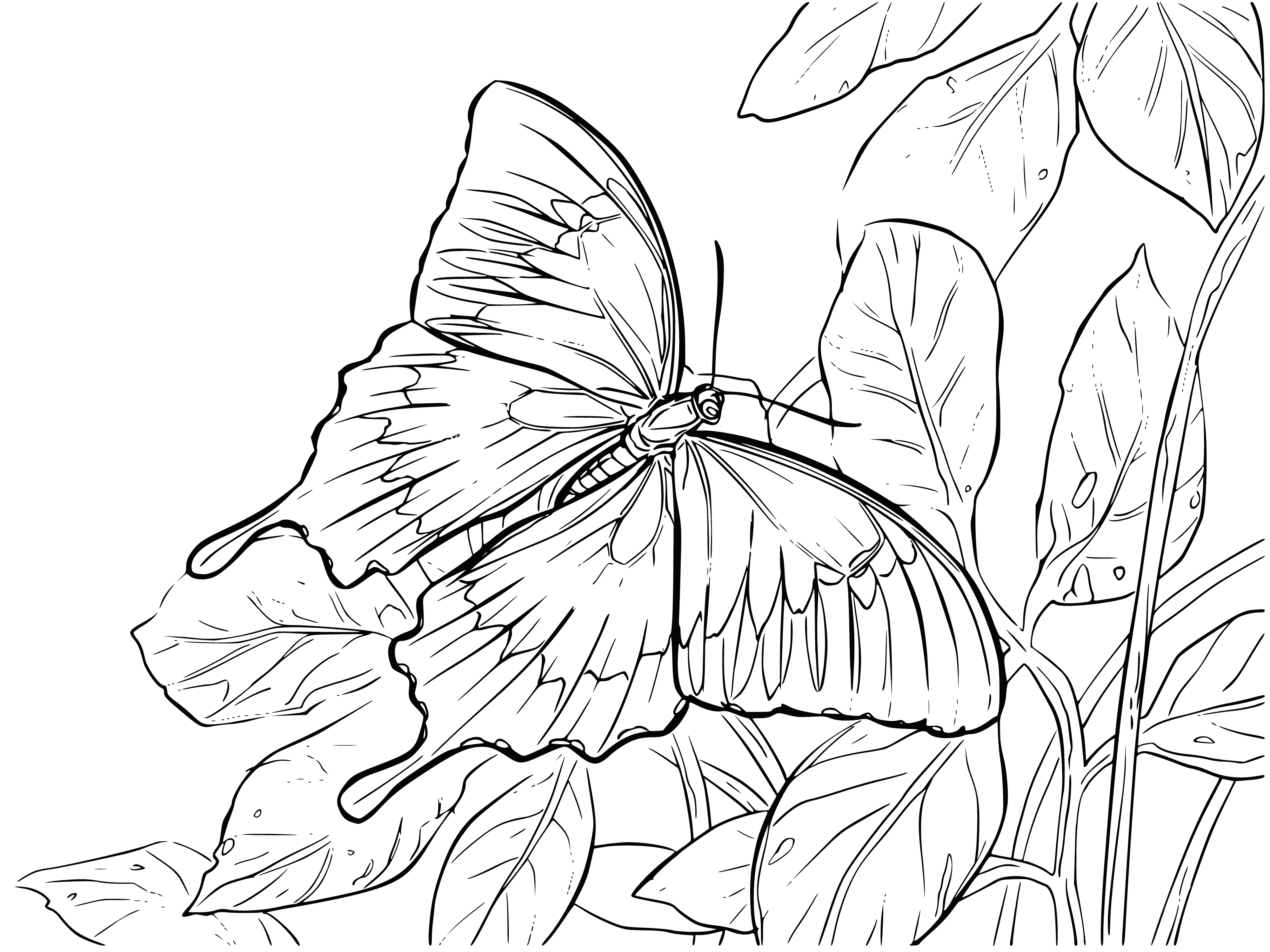 coloring page: Butterflies are flying insects with brightly coloured wings that feed on nectar. They're often kept as pets for their beauty.