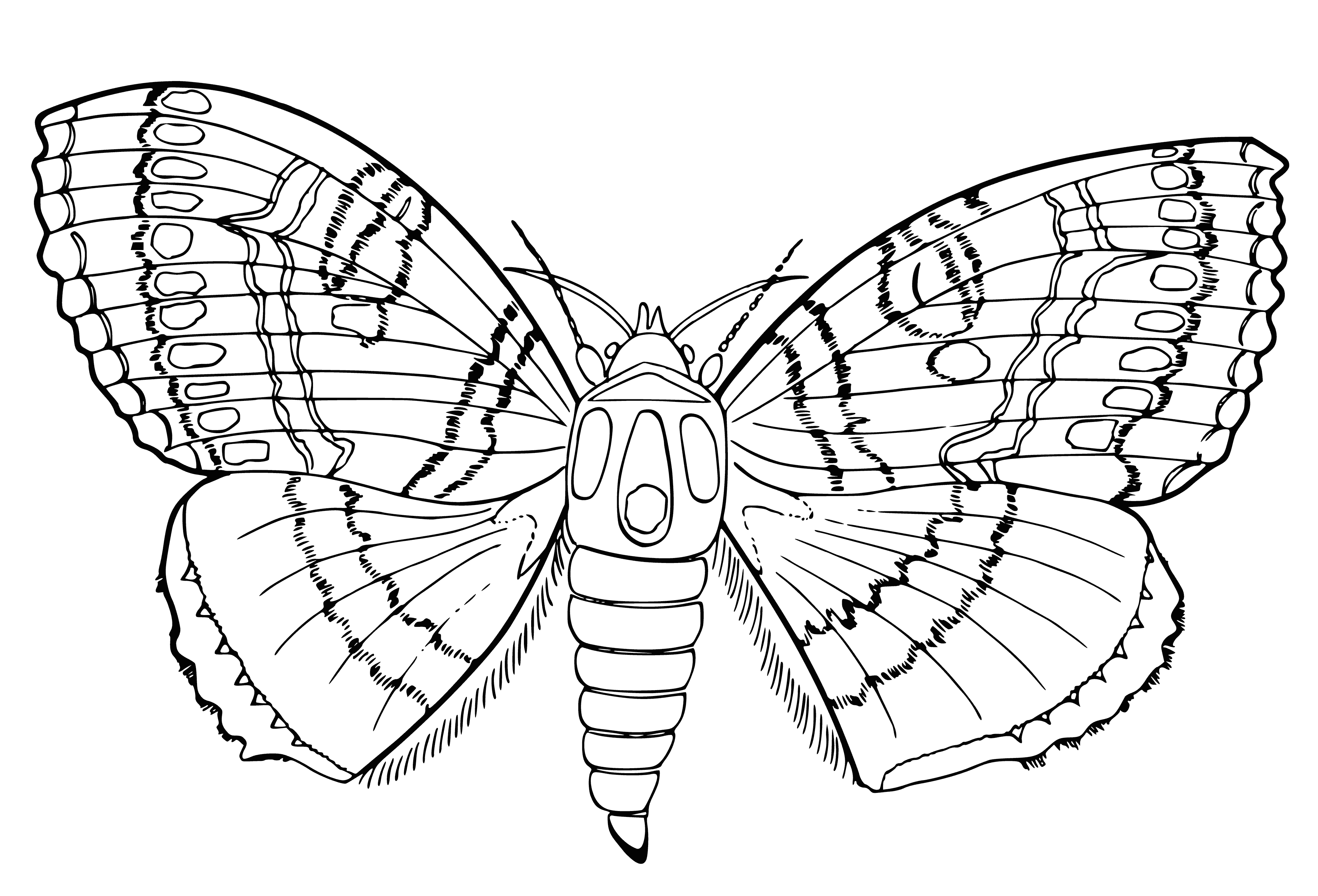 coloring page: Butterfly with colorful wings and long antennae, sitting on a leaf or flower.