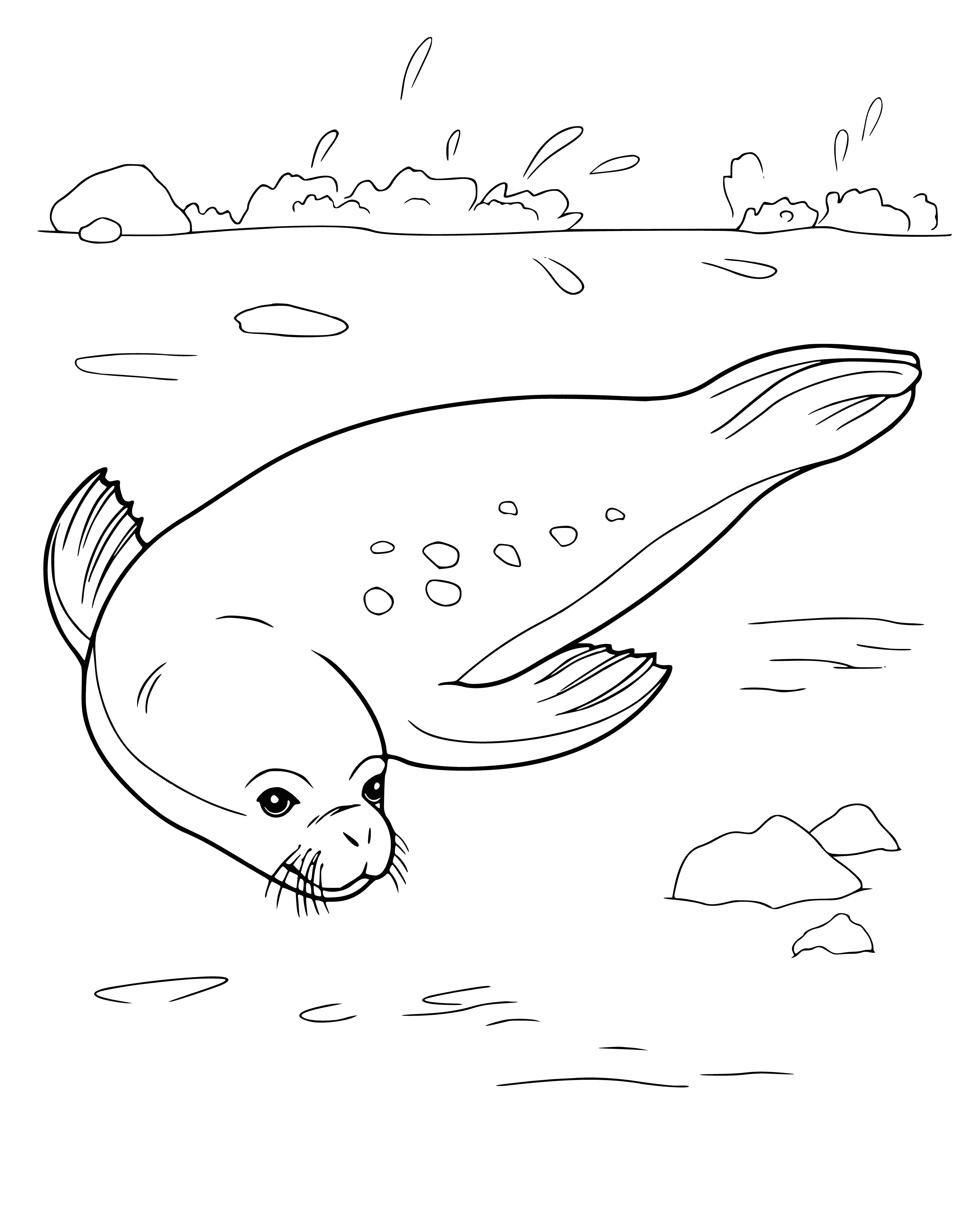 coloring page: Seals are found in most oceans and inland waters, have furry, water-resistant skin, and a long, streamlined body with flippers for swimming.