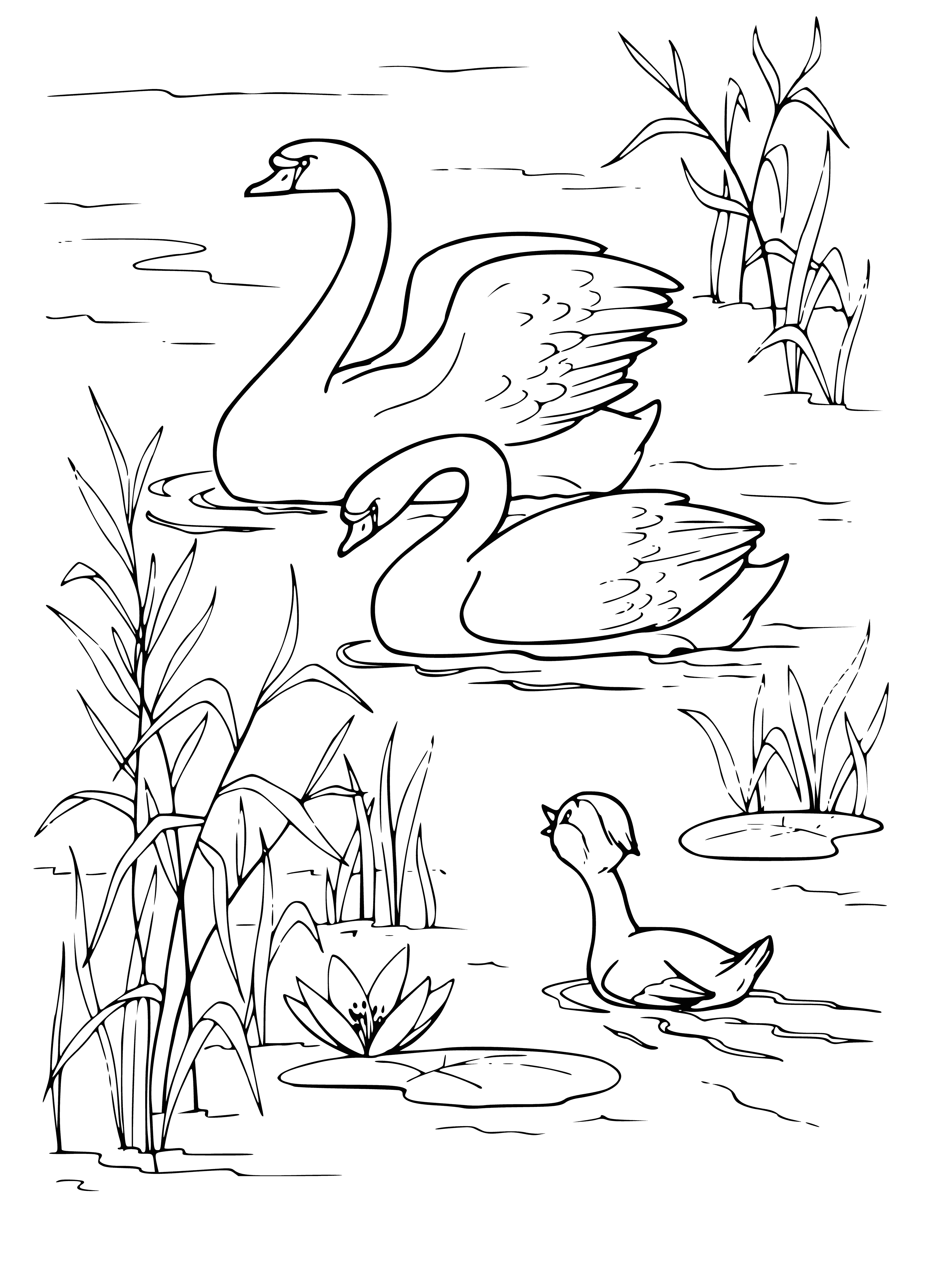 The duckling sees swans coloring page