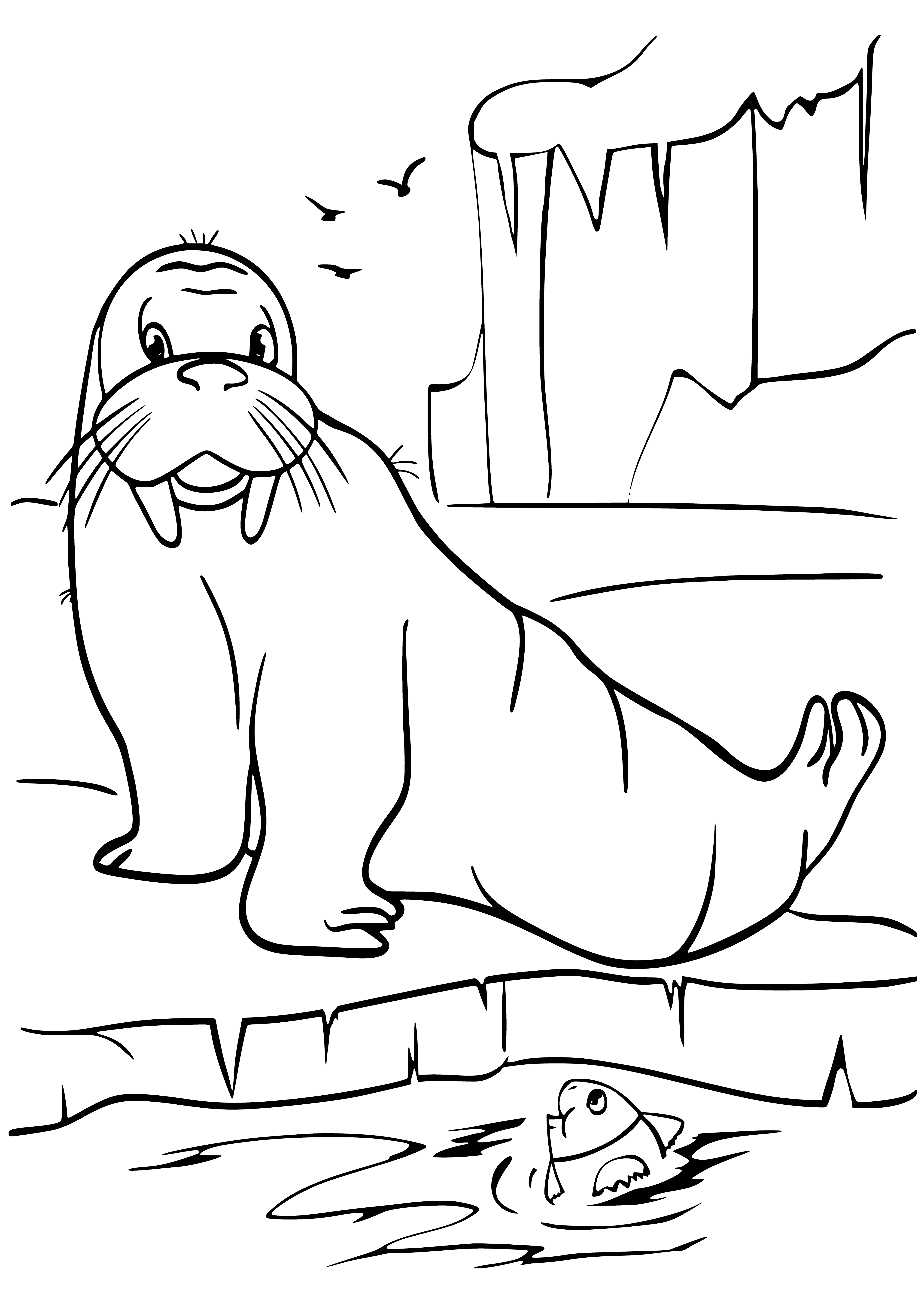 coloring page: Walrus: large mammal with wrinkled grayish-brown skin, tusks, & good swimmer/climber. Can stay underwater & often seen sunning.