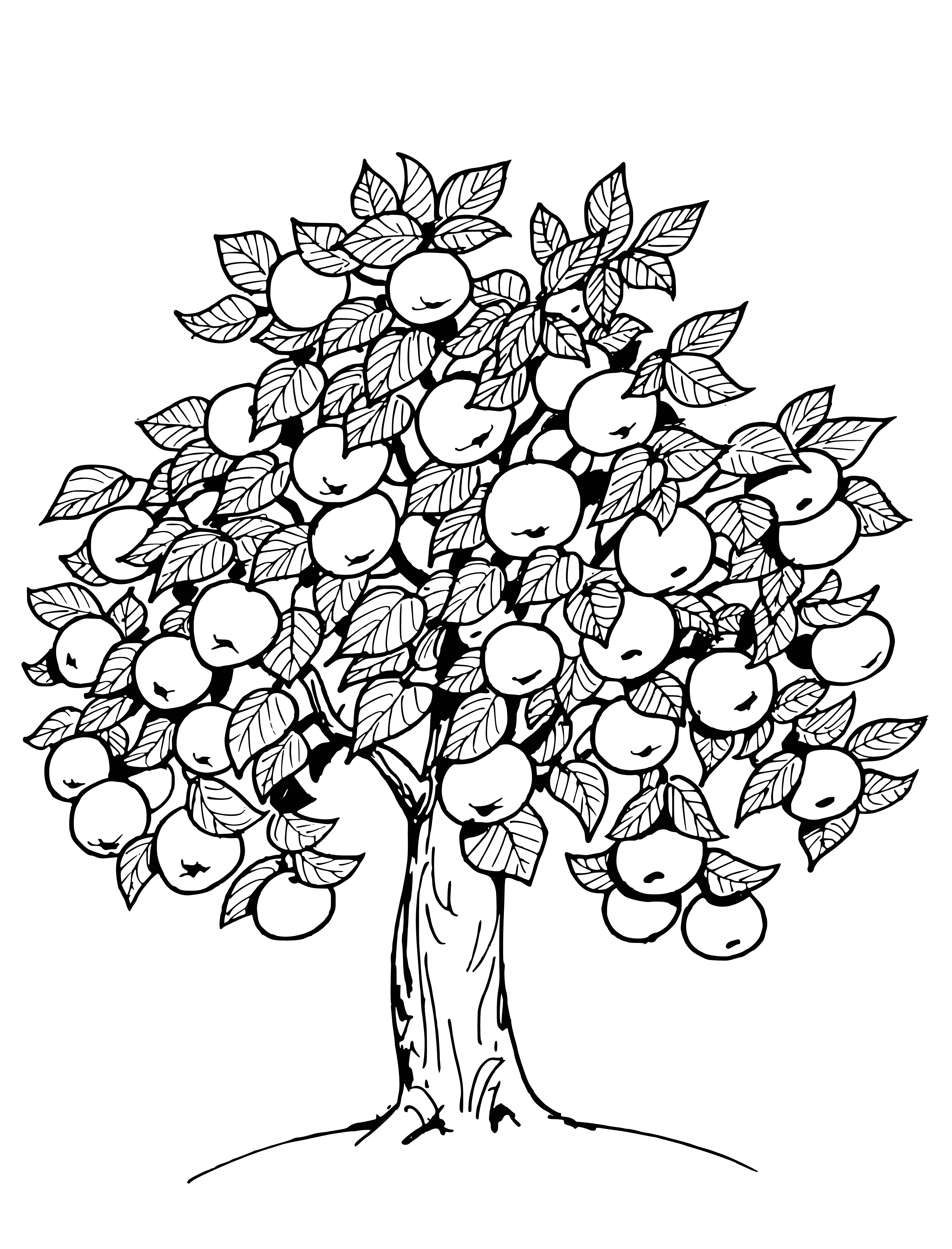 coloring page: Woman & man stand next to apple tree. Woman holds basket, man knife. Both looking at apples on tree.