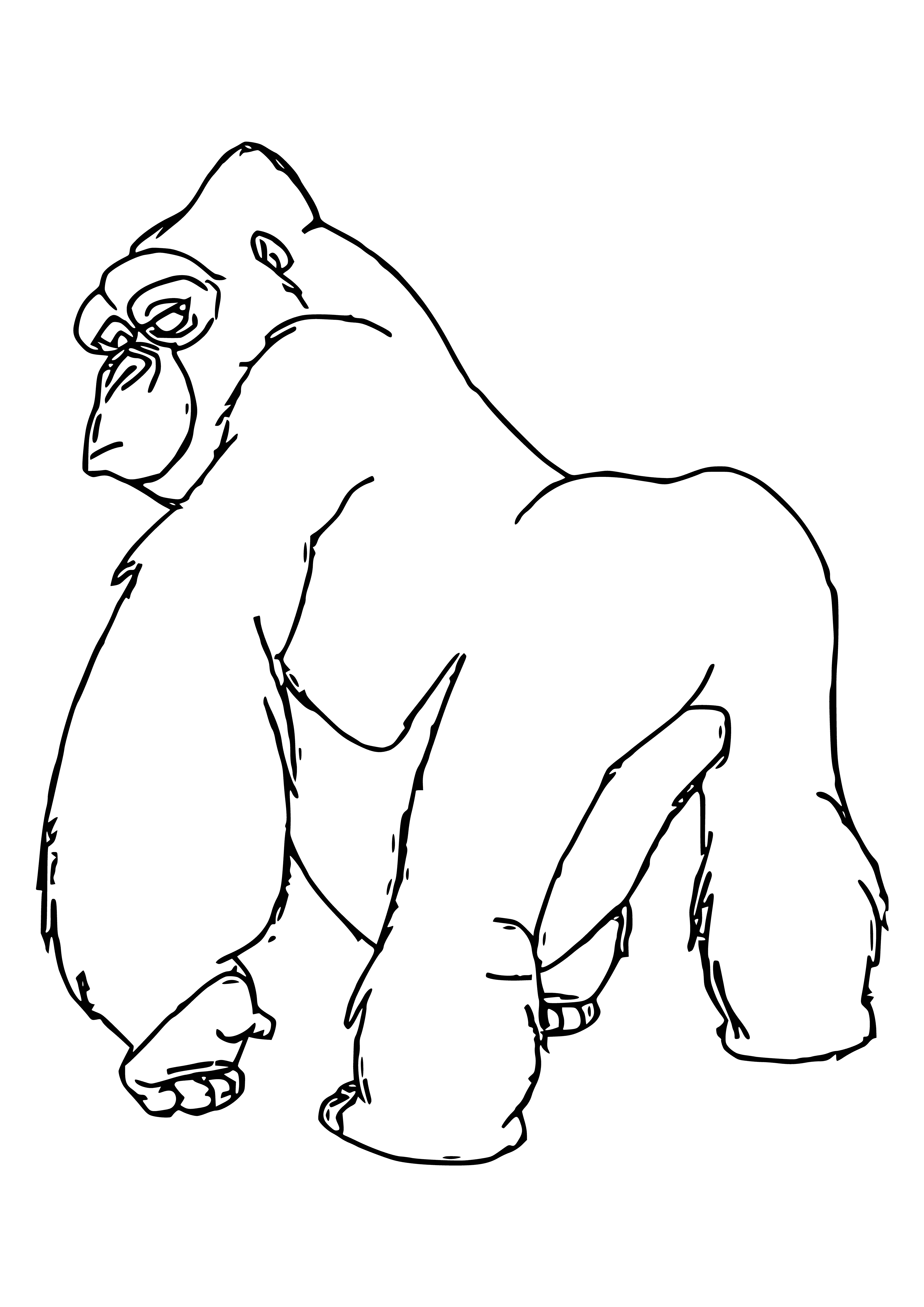 coloring page: Kerchak is a large male gorilla with dark brown fur, a silverback, muscular arms and legs, a long tail, brown eyes, and wrinkles on his face, implying a wise, elderly look.