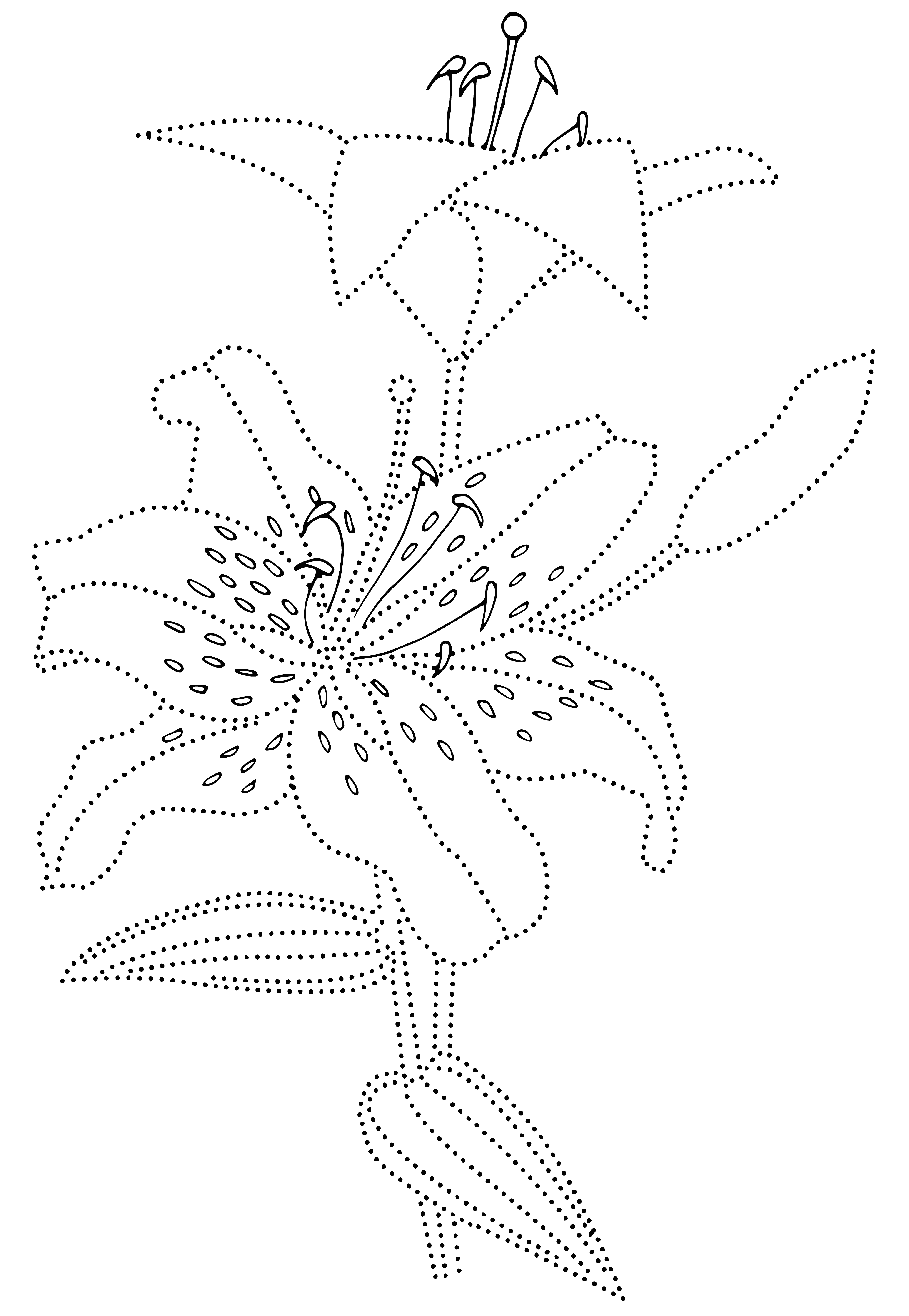coloring page: A lily is a beautiful flower that has big petals in shades of white, yellow, pink, and purple. It has a sweet smell & blooms in spring/summer.