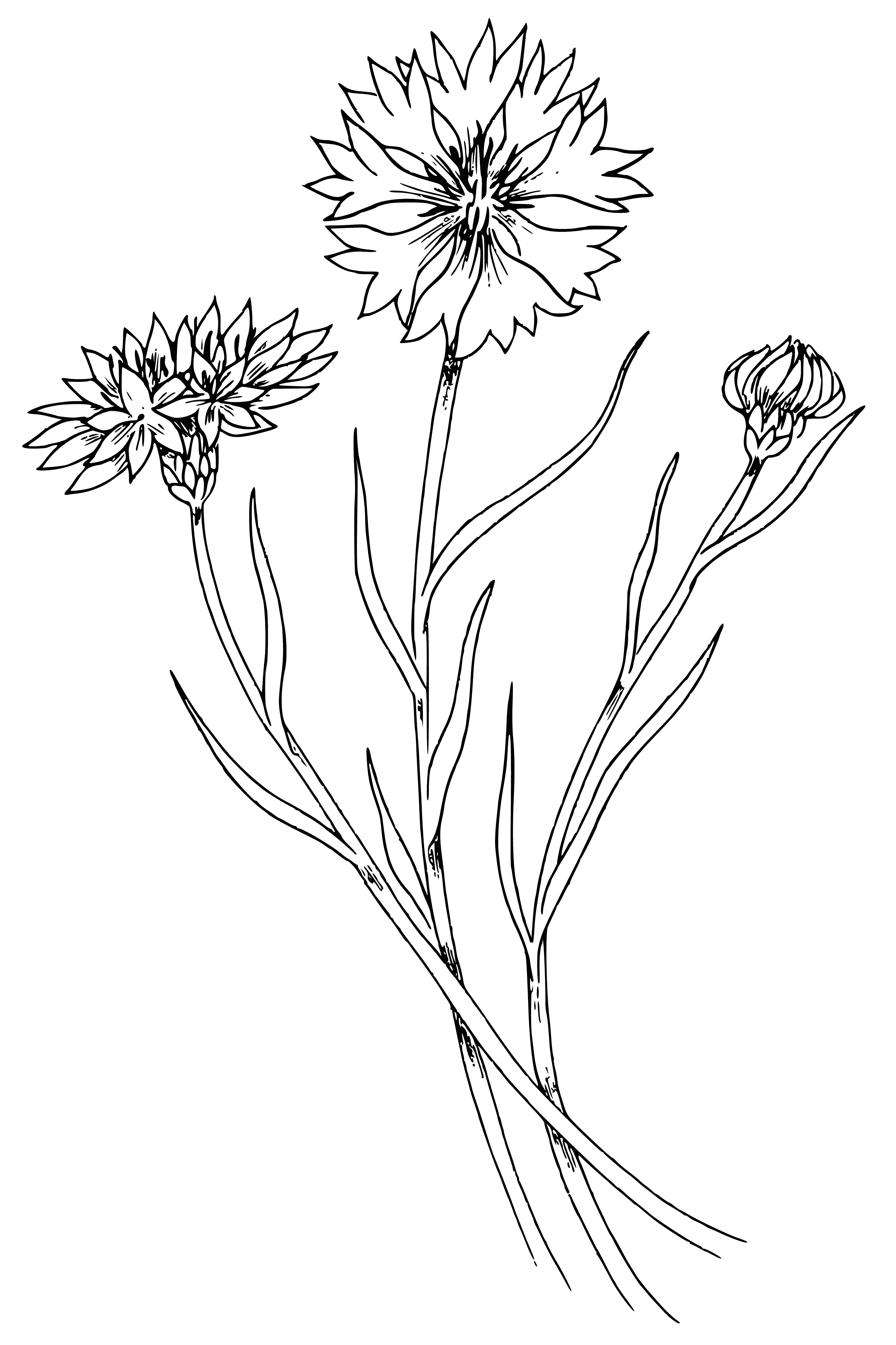 coloring page: Beautiful & popular cornflower has rich blue petals & yellow center, perfect for bouquets.