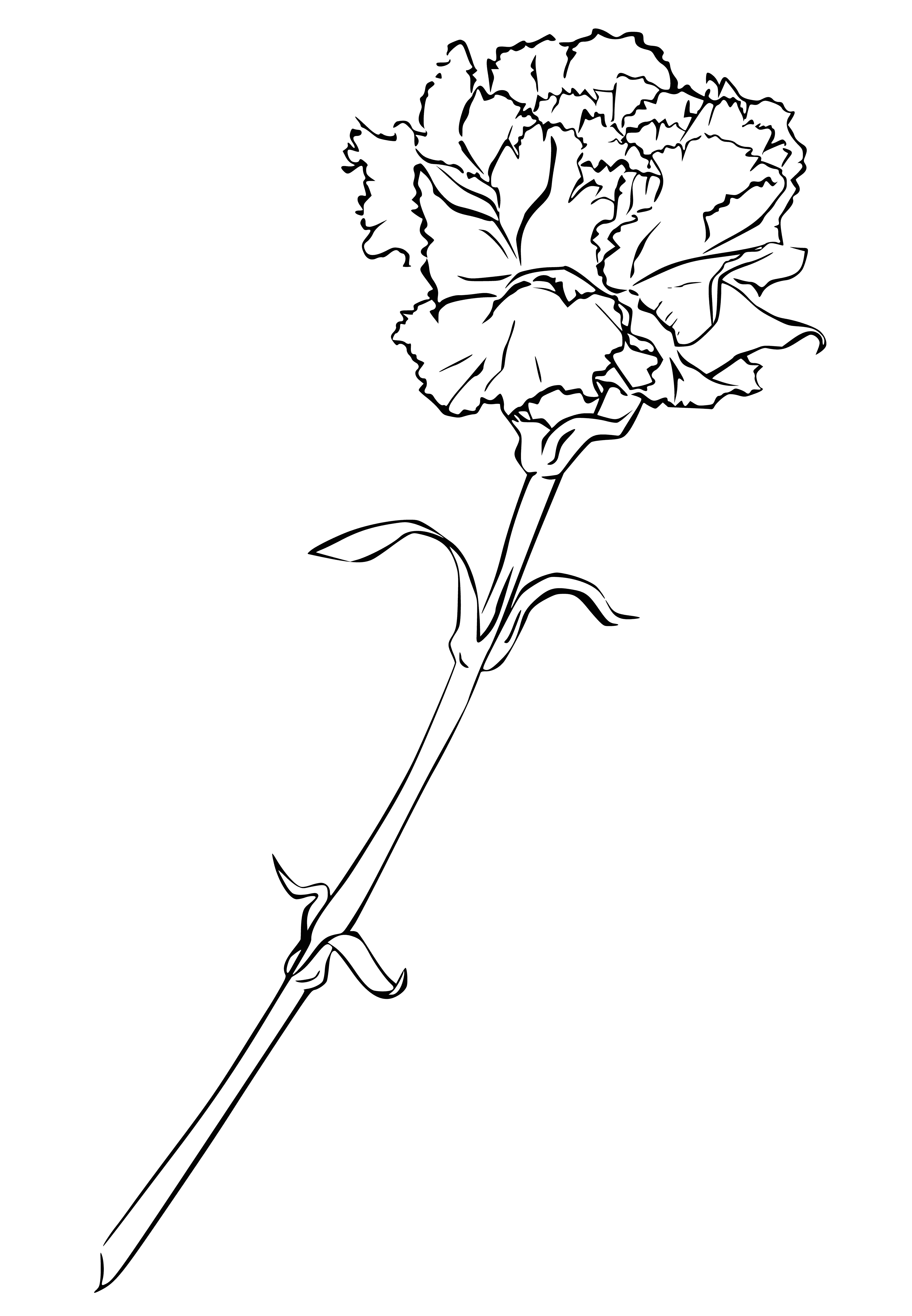 coloring page: A Carnation is a pink flower with a long stem and pointy petals of varying shades of pink, with a yellow center.