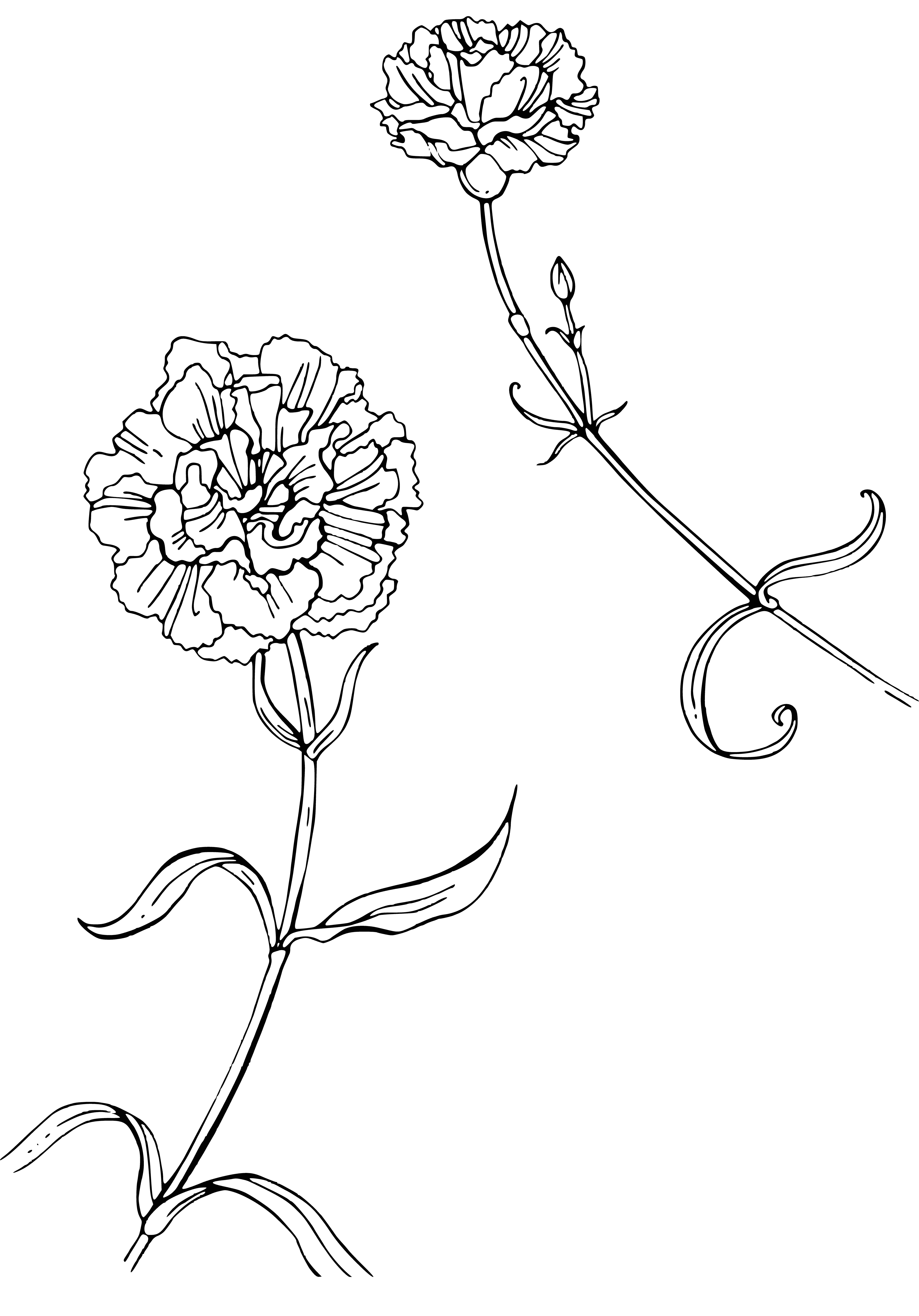 coloring page: Tons of colorful carnations in a bouquet w/ petals of same color, long green stems & leaves scattered throughout.