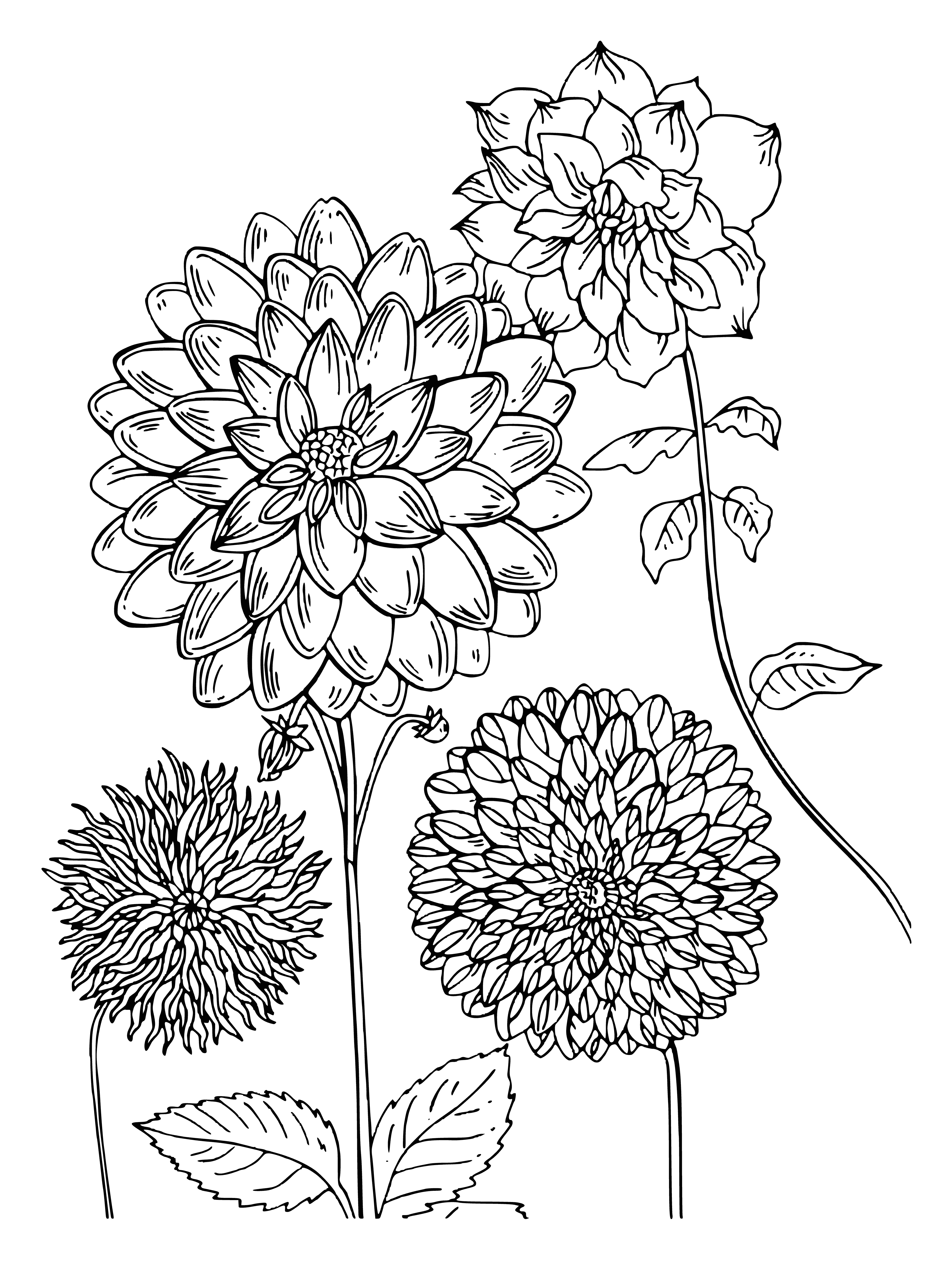 coloring page: Colorful dahlias have large blooms and thin stems, with small petals in the center and narrow green leaves.
