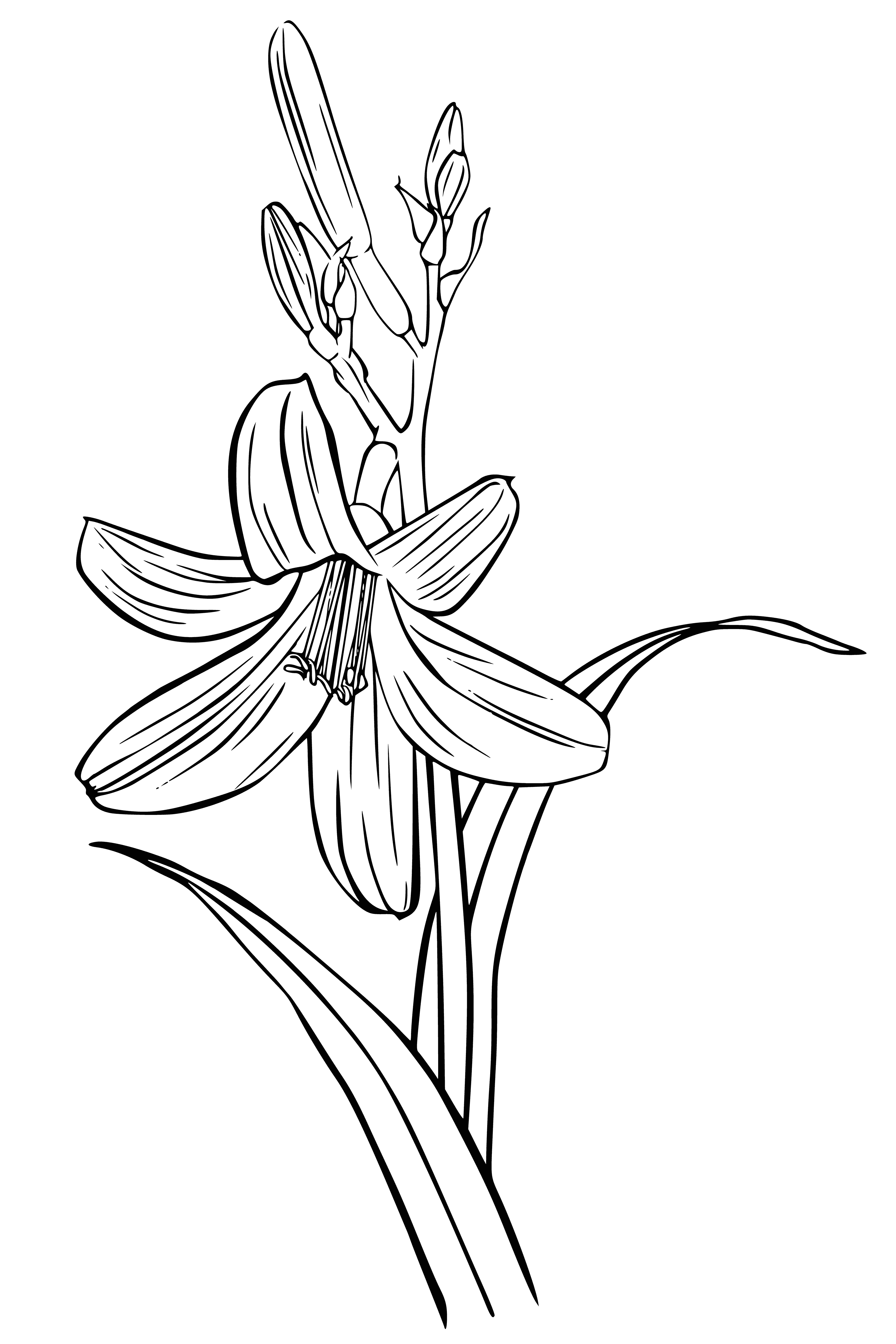 coloring page: Symbol of purity, lilies bloom in many colors and have 6 petal star-like shape. Often used in religious ceremonies. #floweringplants