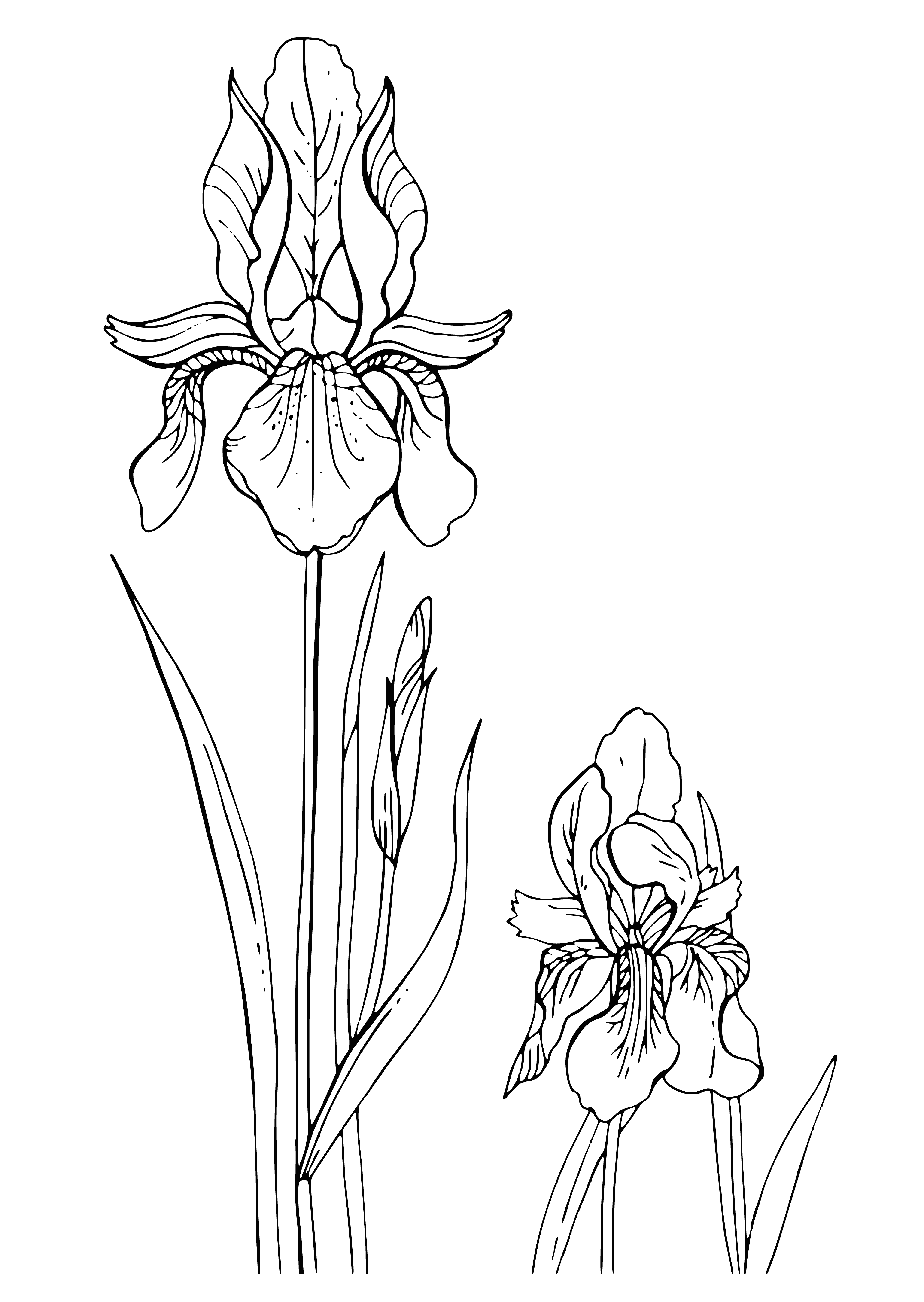 Irises coloring page
