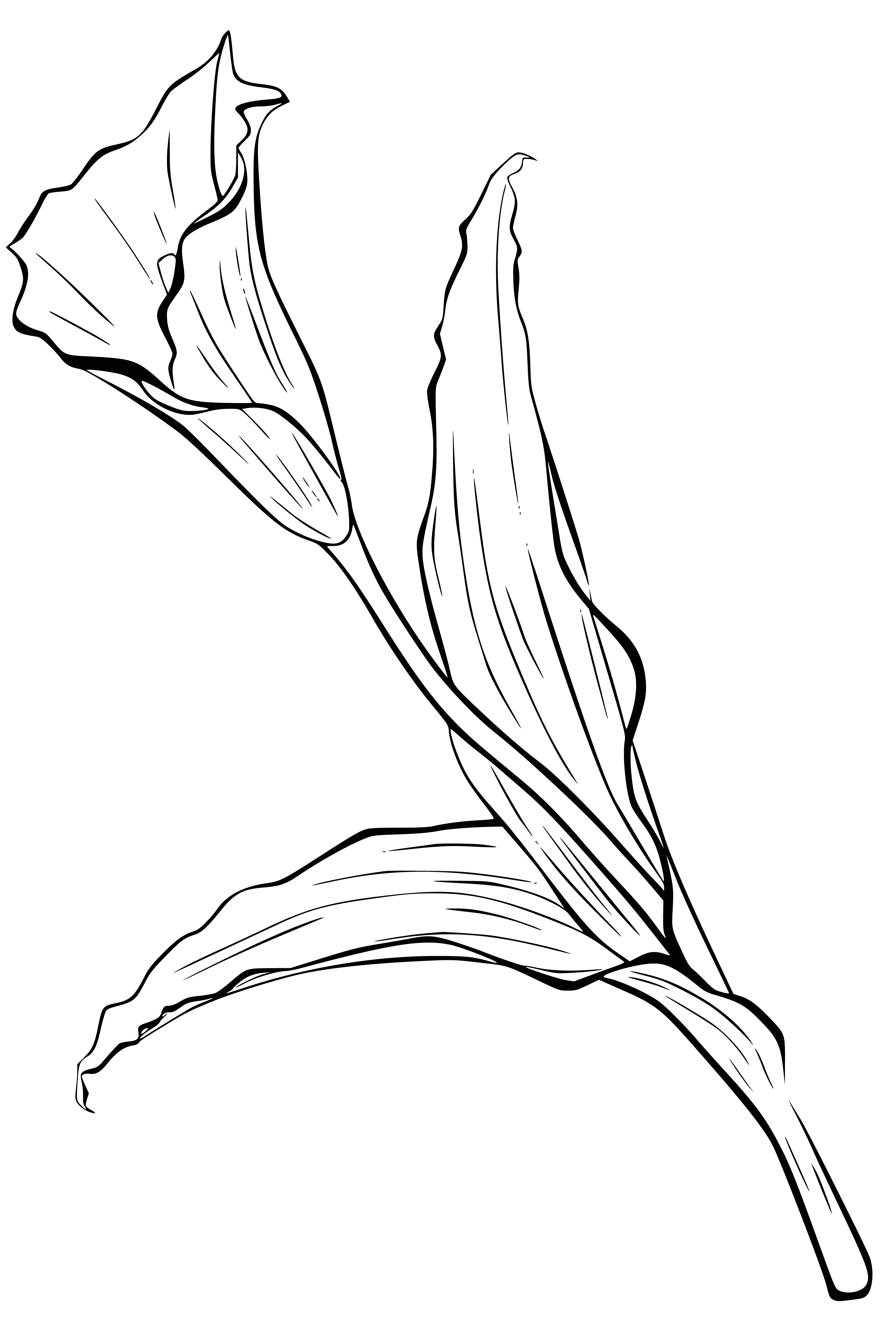 coloring page: Elegant calla lily with slender stem & smooth petals, wrapped in tight leaves. White with small yellow center. Eye-catching & graceful.