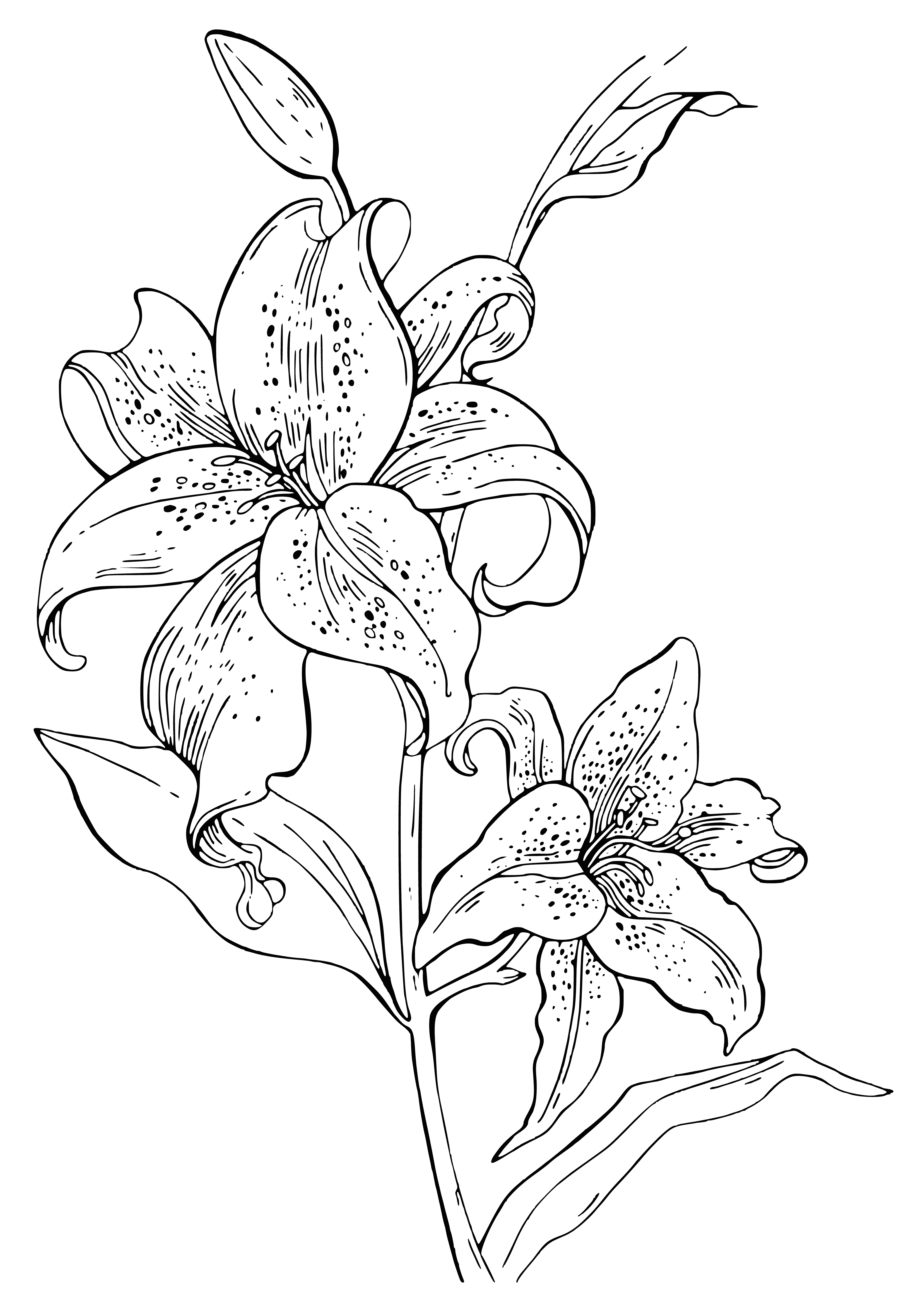 coloring page: White lily in full bloom, long stamen curling in, yellow pistil, 3 small leaves, one unopened bud. Long thin stem.