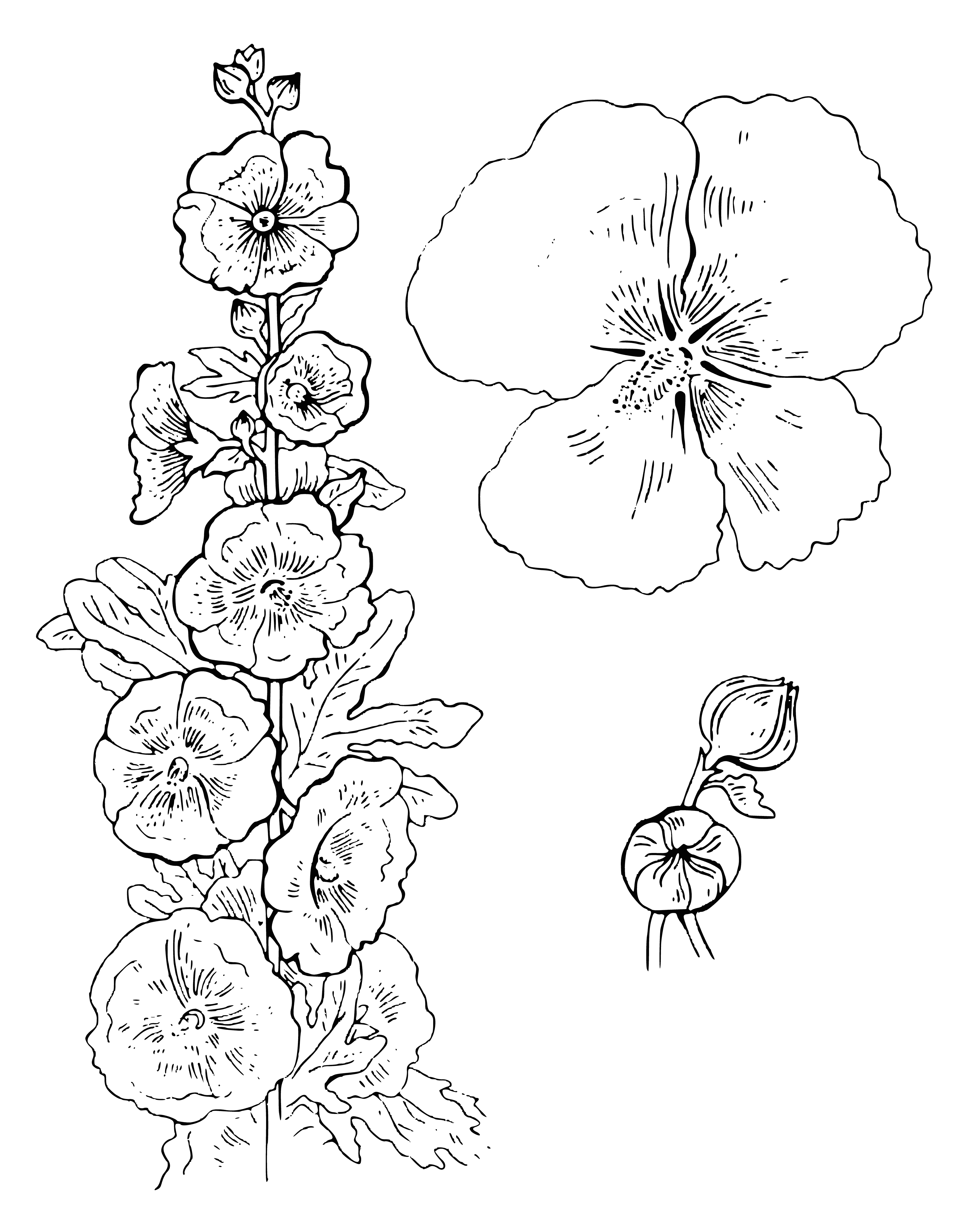 coloring page: The mallow is a flowering plant with pink/purple (or white/yellow) clusters, large leaves & hairy stem.