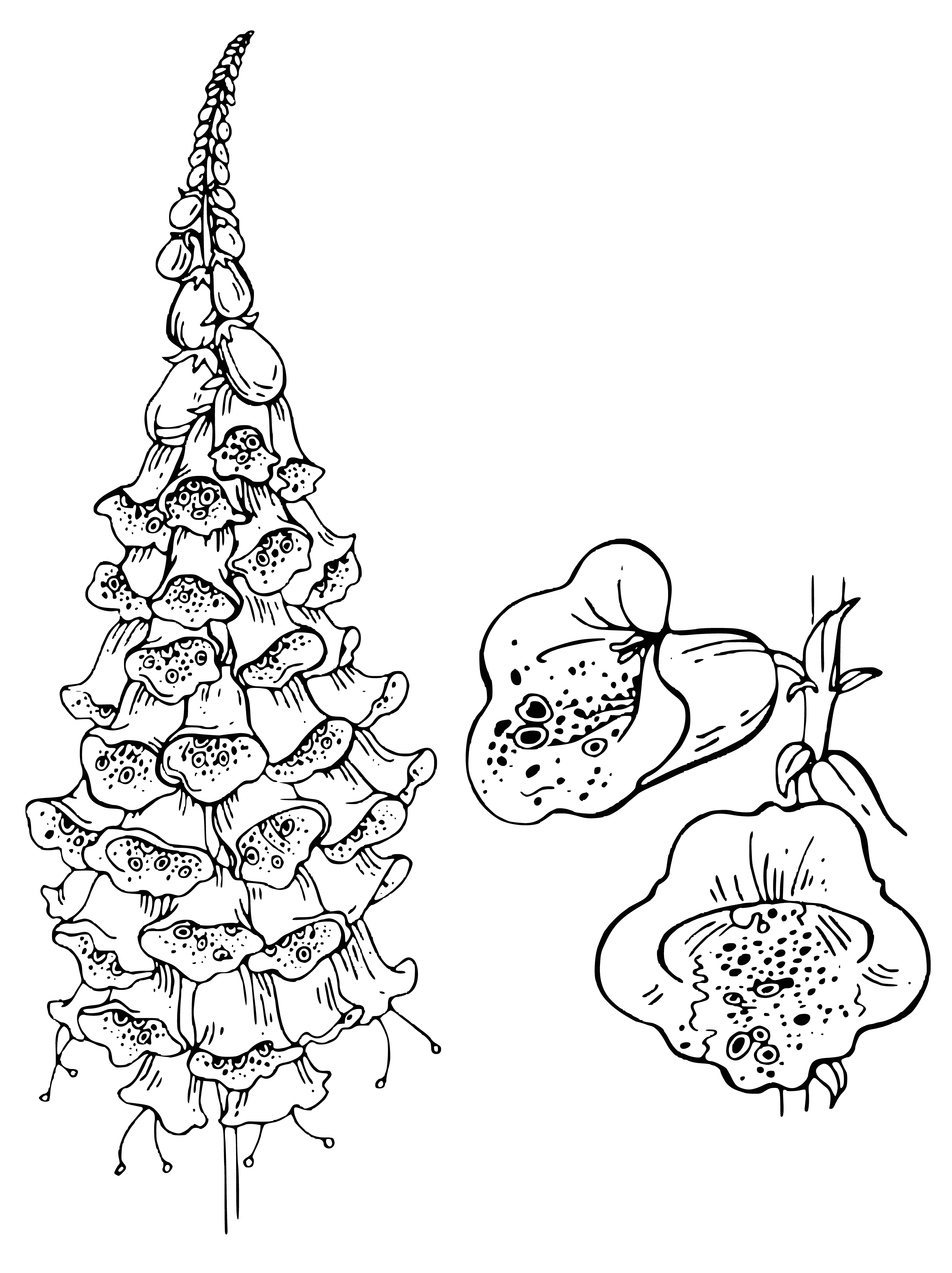 Foxglove coloring page