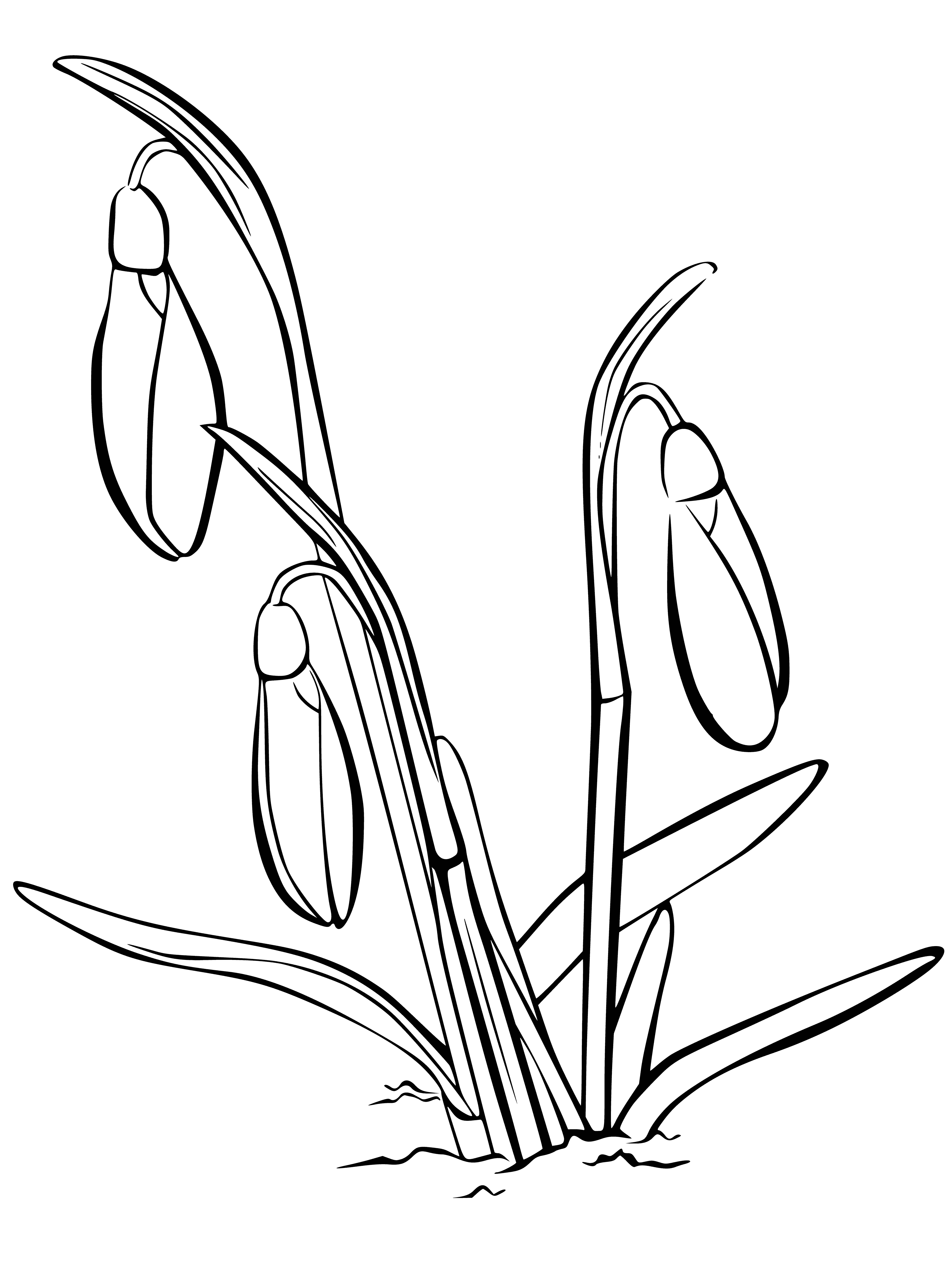 coloring page: Snowdrop is a small, white flower native to Europe/Asia blooming in early spring. It has 6 petals, outer larger than inner, w/ greenish-yellow stigma in center.