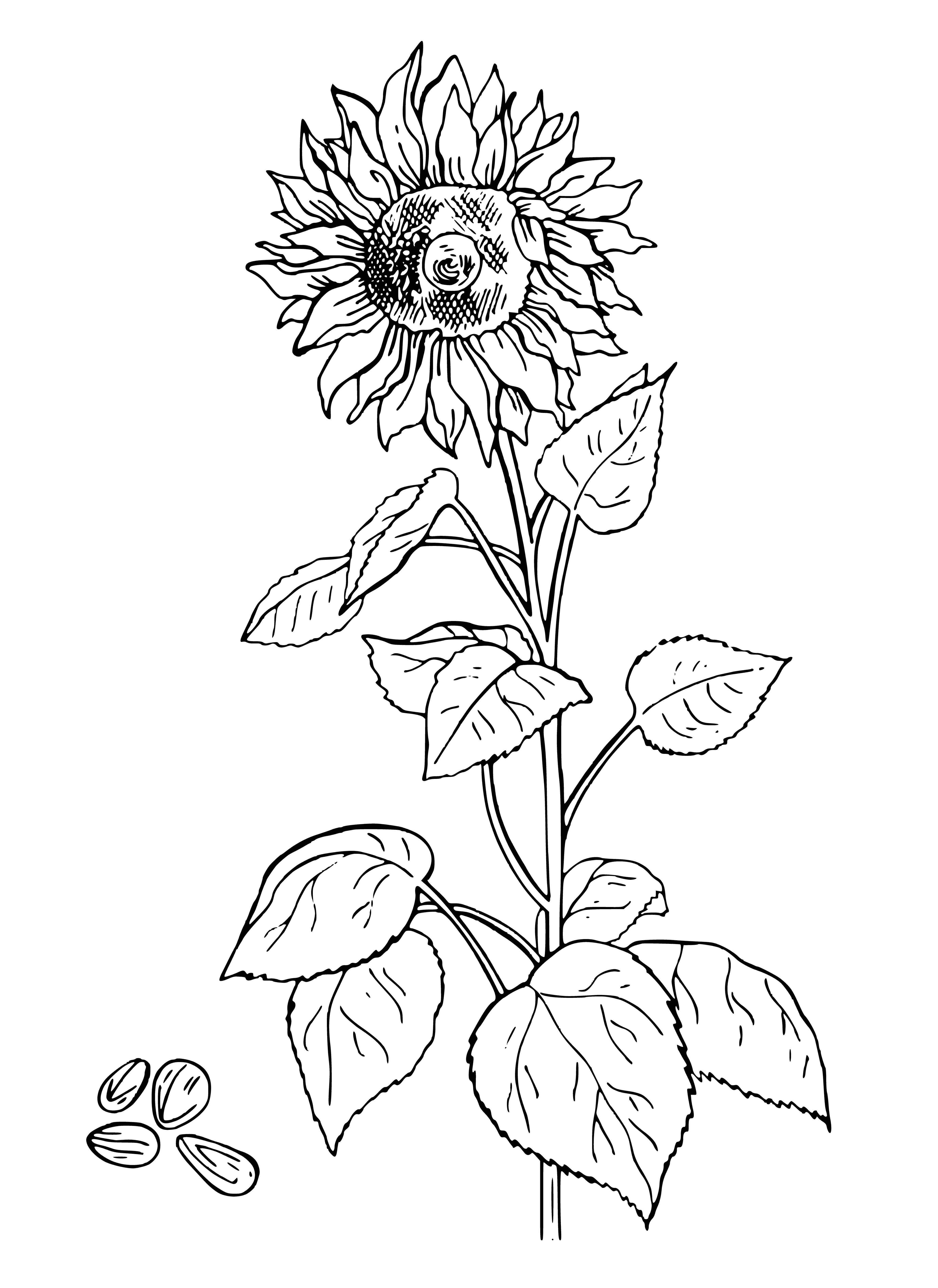 coloring page: Colorful sunflowers with green leaves, falling petals and thin stems—a beautiful sight! #coloring