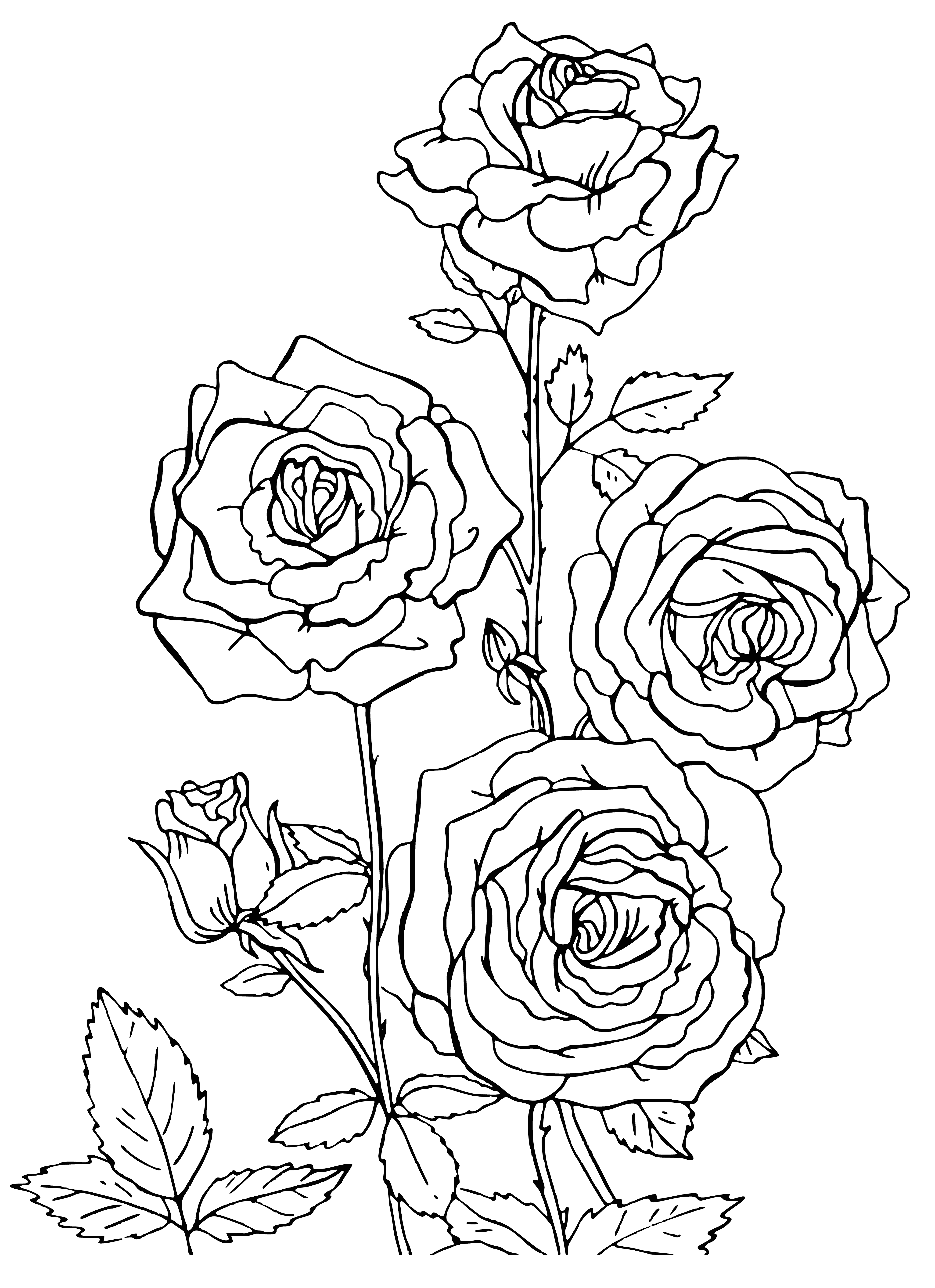 coloring page: A stunning bouquet of 12 red roses with long stems, green leaves, & water droplets on petals in full bloom.
