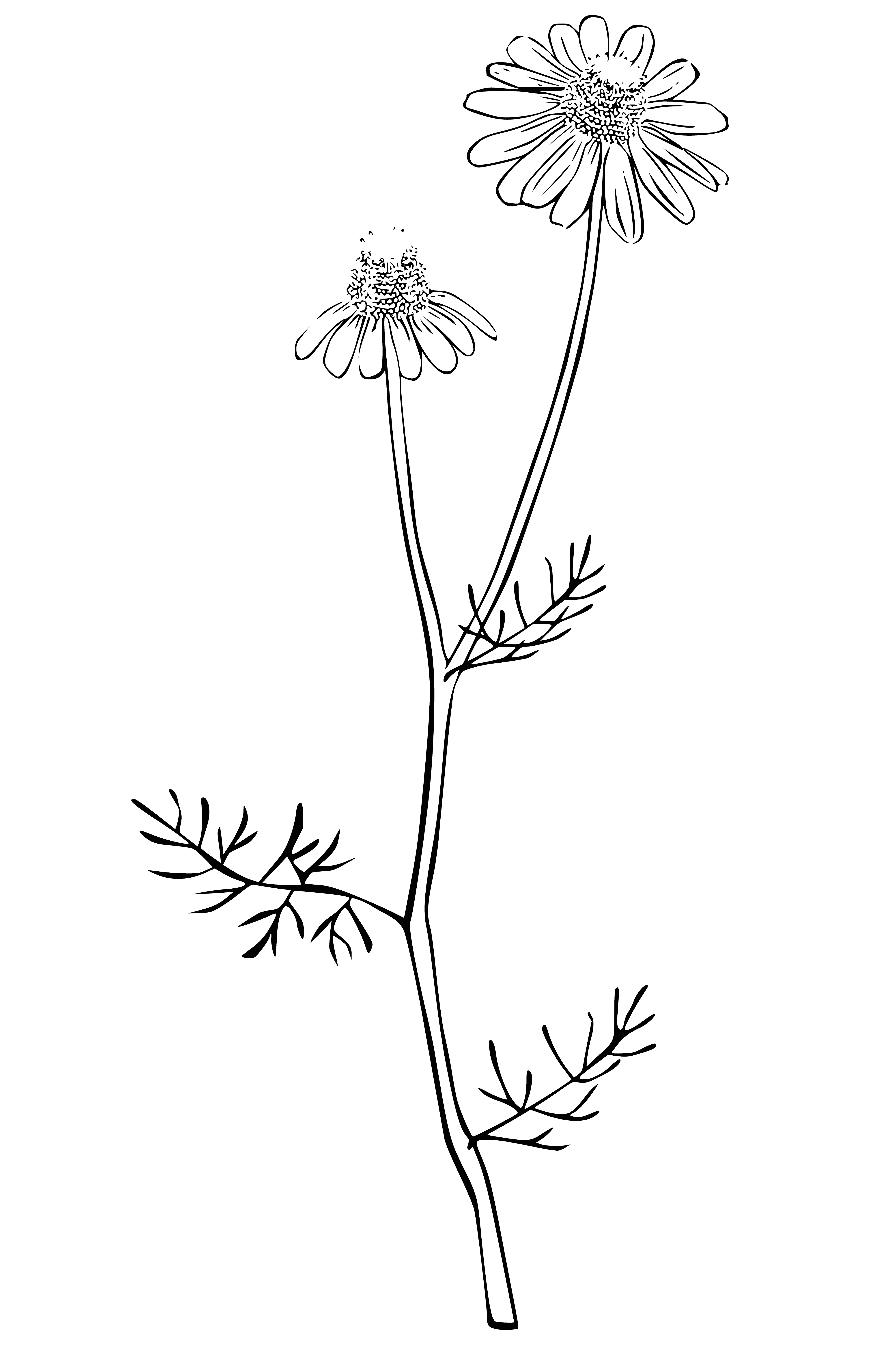 coloring page: Small white daisy flowers with yellow centers; used to make tea and for decoration. #chamomile
