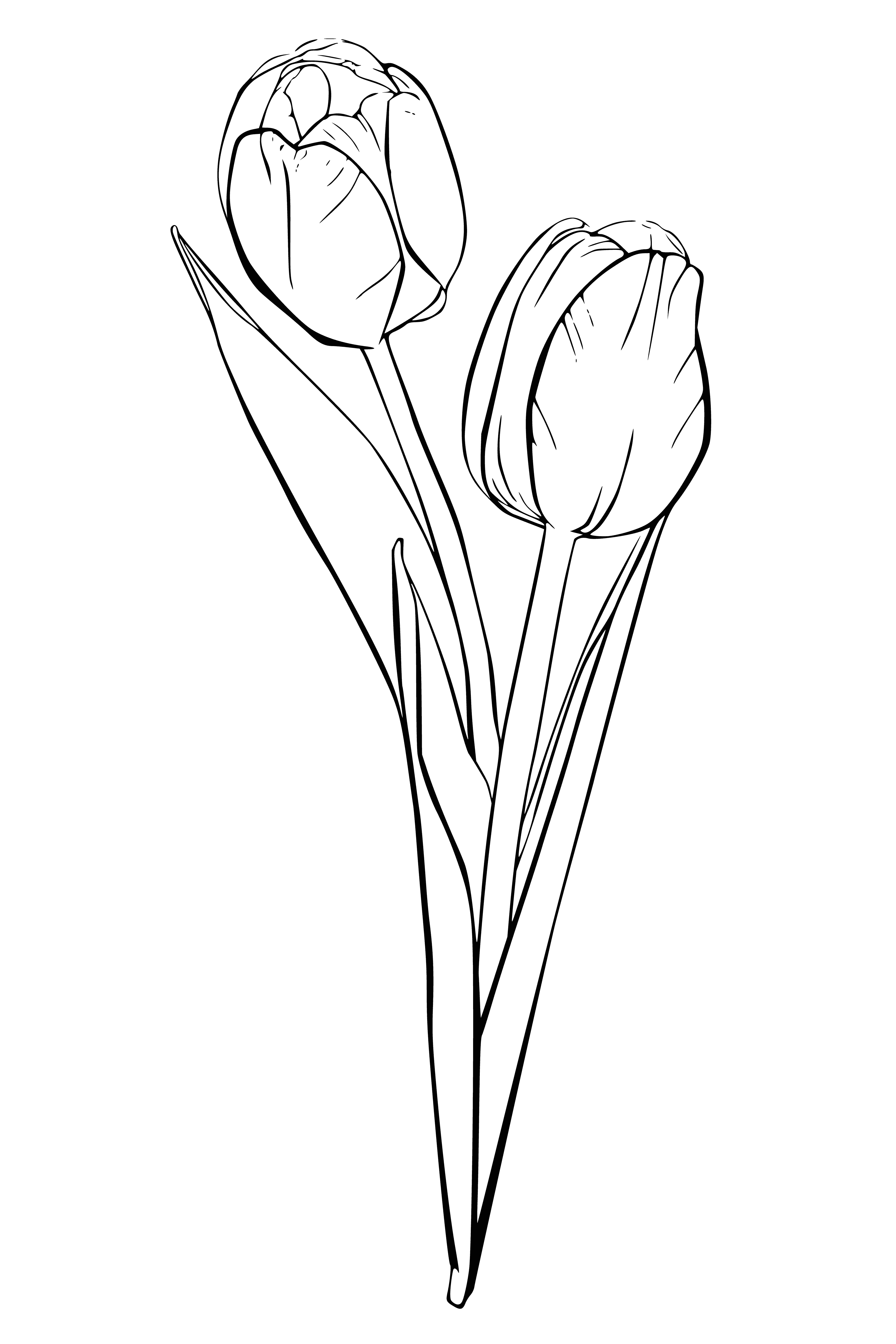 coloring page: Tulips are popular, spring-flowering bulbs with long stems & colorful petals. They come in shades of pink, red, yellow & orange & are easily recognized by their fringed petals.