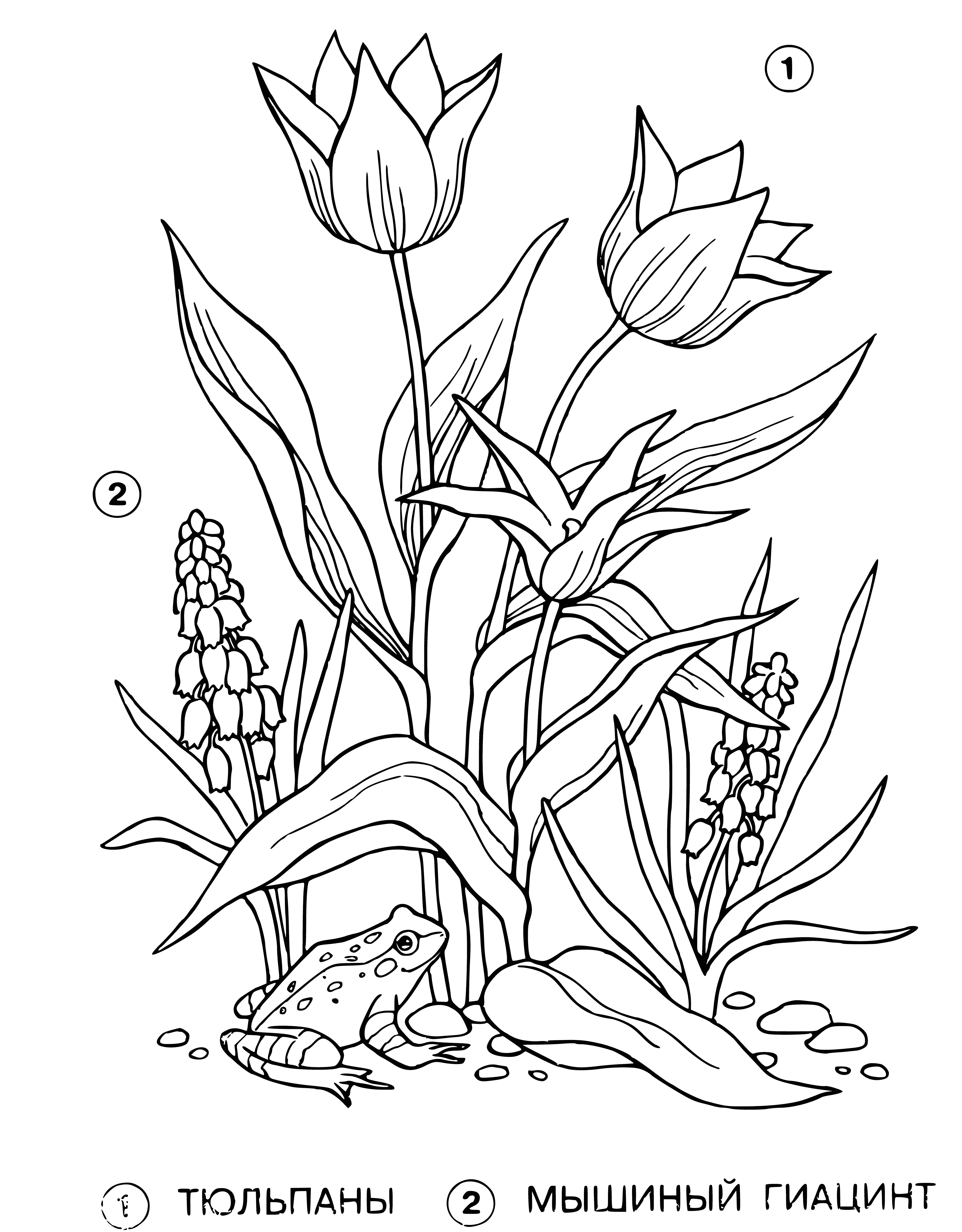 coloring page: Vase with tulip (pink/yellow) & mouse hyacinth (purple/green) in center of coloring page. Tulip wide/deep green, hyacinth thin/light green.