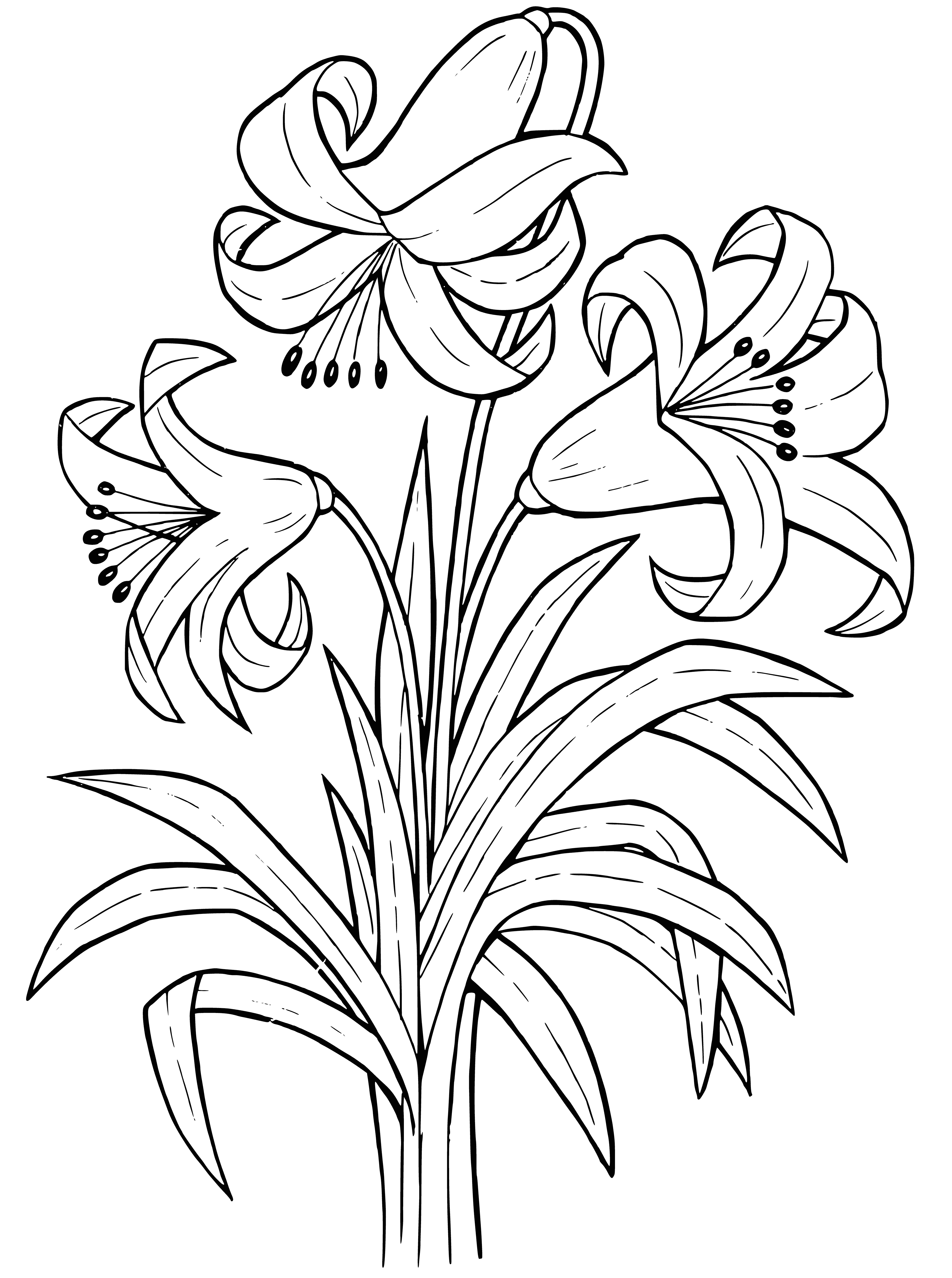 coloring page: A single white lily graces the frame, its petals curled inwards and its stamen poking out. Thin green leaves extend outwards.