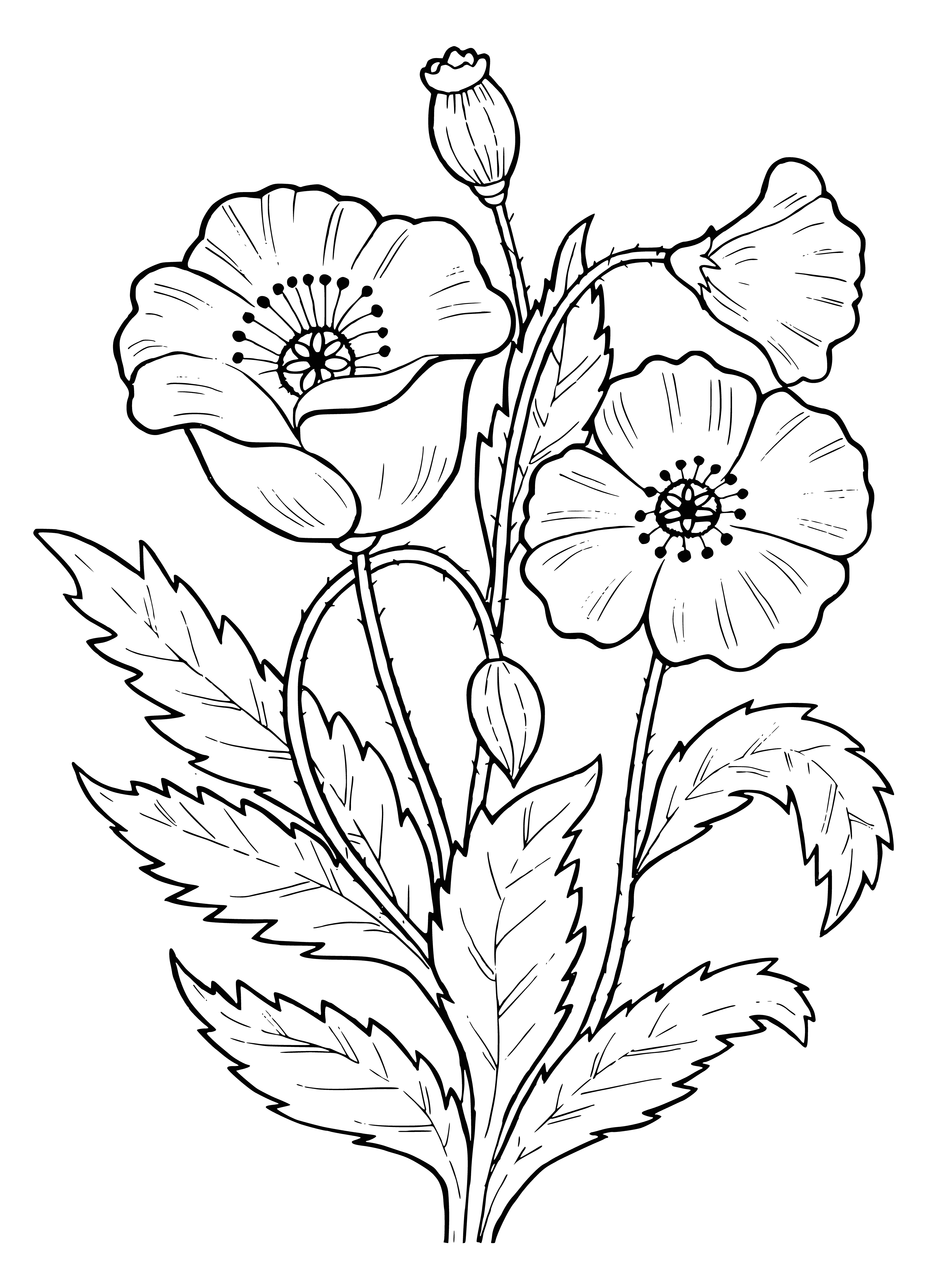 coloring page: Fancy flowers in different colors w/ large petals arranged in a circular pattern, green stems/leaves, symetrical leaves & blue background. #coloringpage