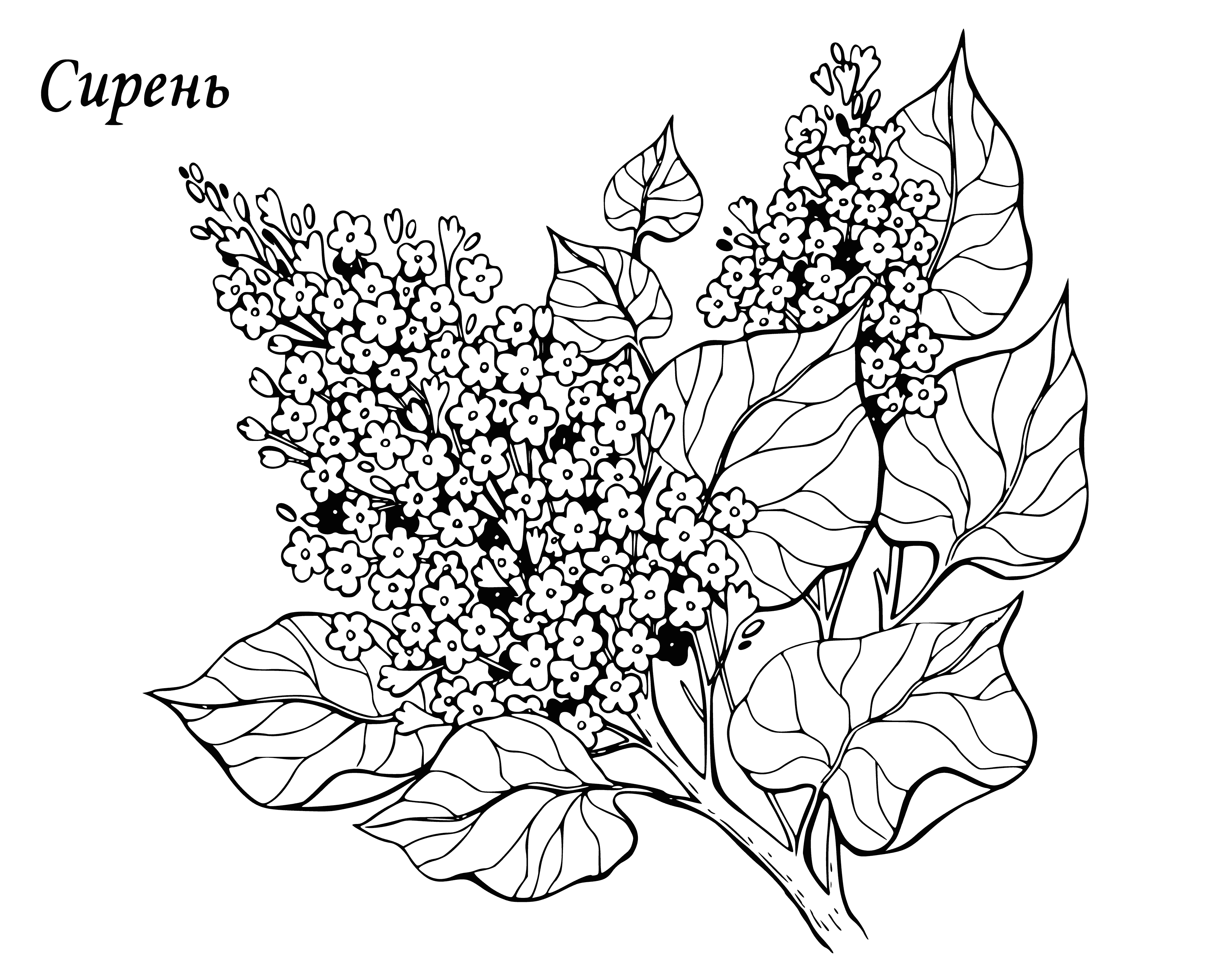 coloring page: Bush with thin leaves, small purplish flowers in clusters.