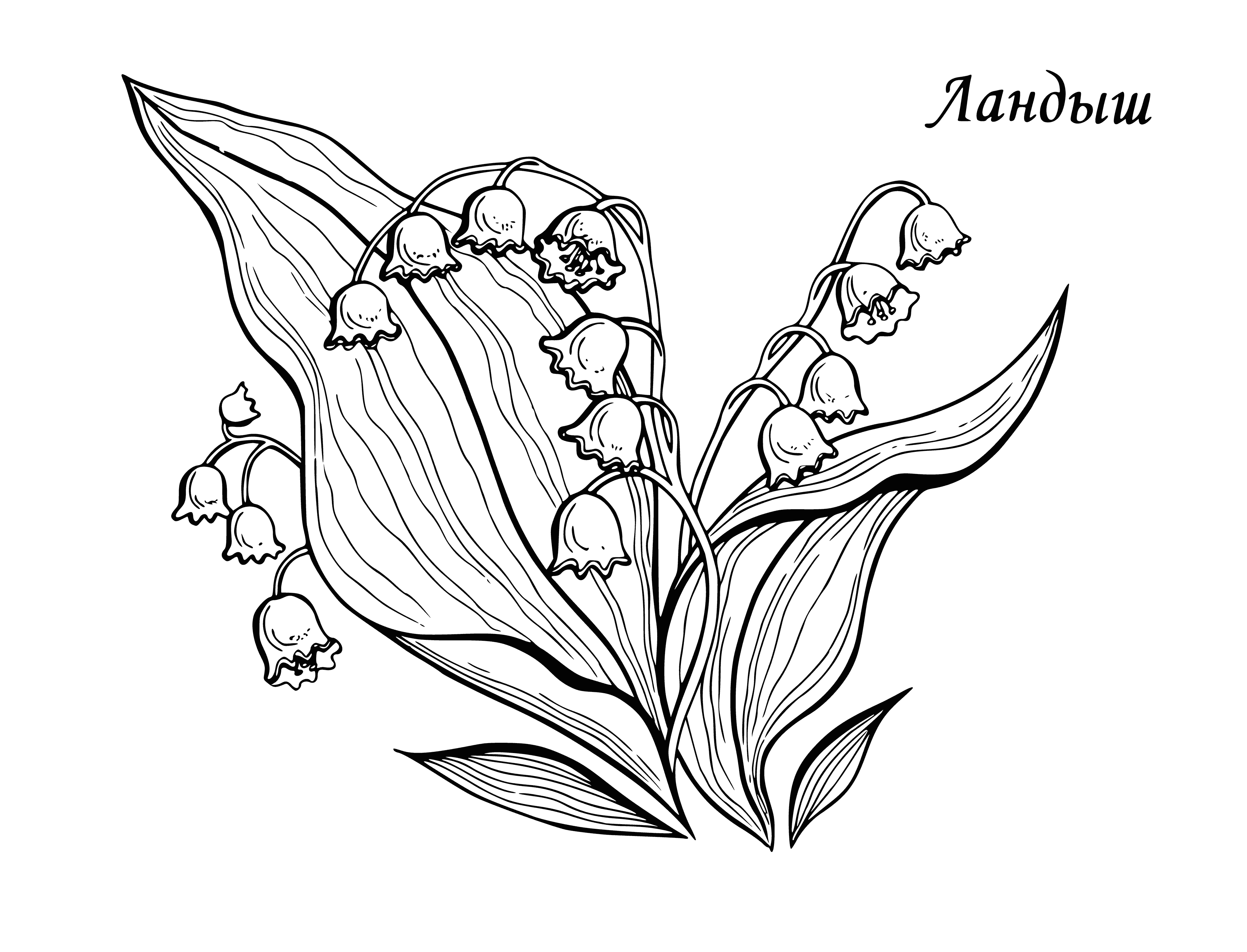 Lily of the valley coloring page
