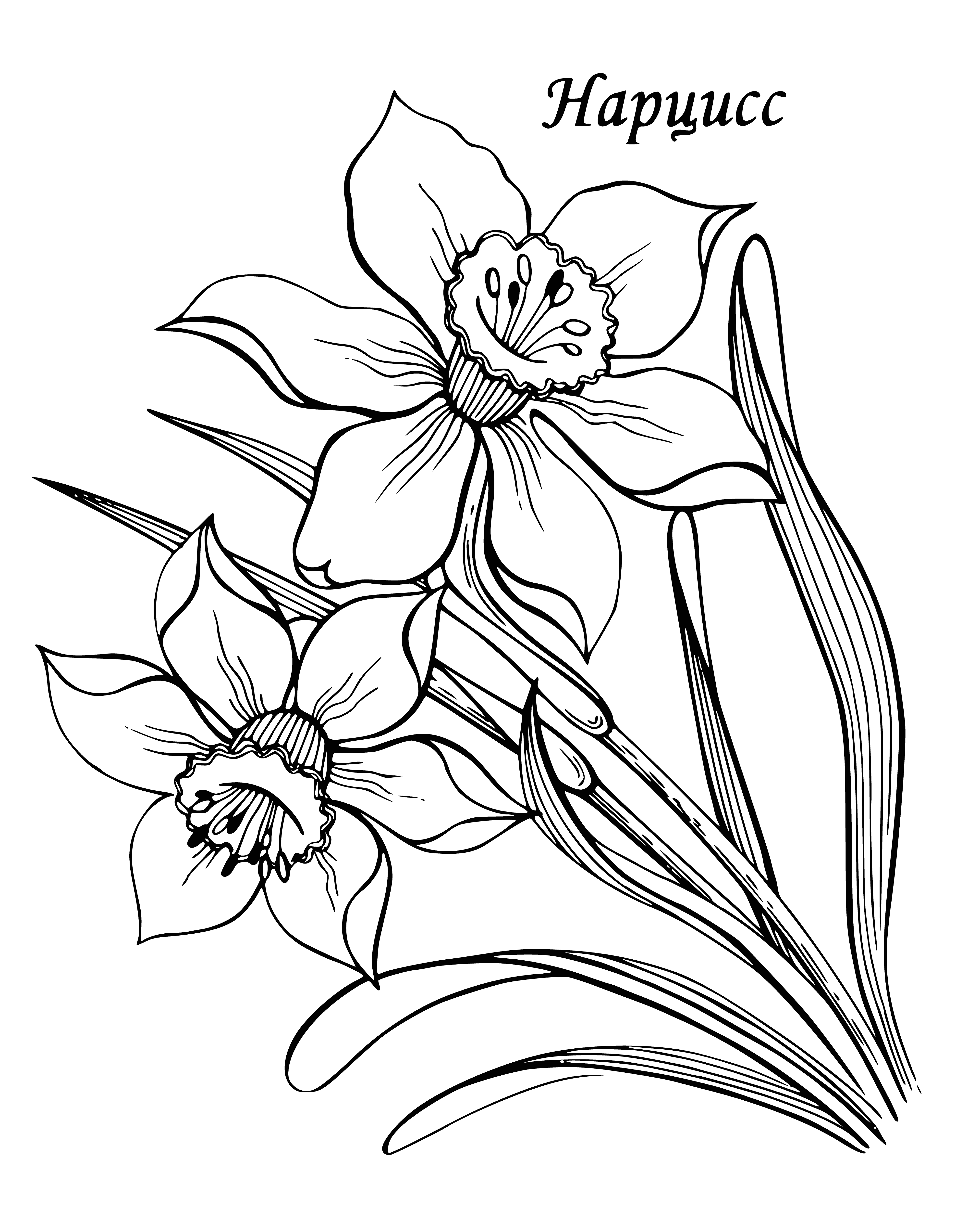 coloring page: Narcissus is a flower with white pedals, a yellow protruding center, and long, thin leaves. It grows in a field of green grass.