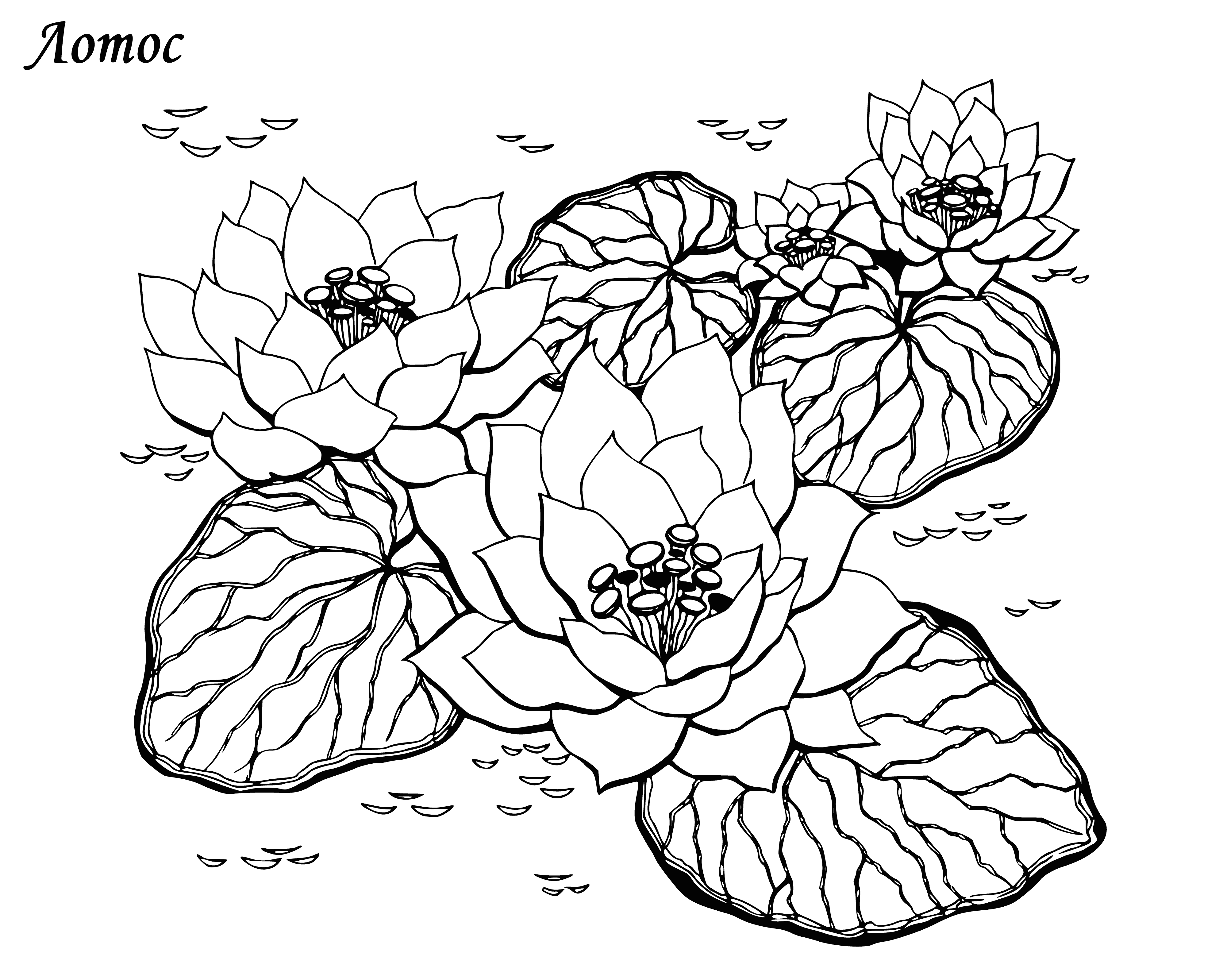 coloring page: A pond with a large pink & yellow lotus flower & deep green leaves floating on its surface.