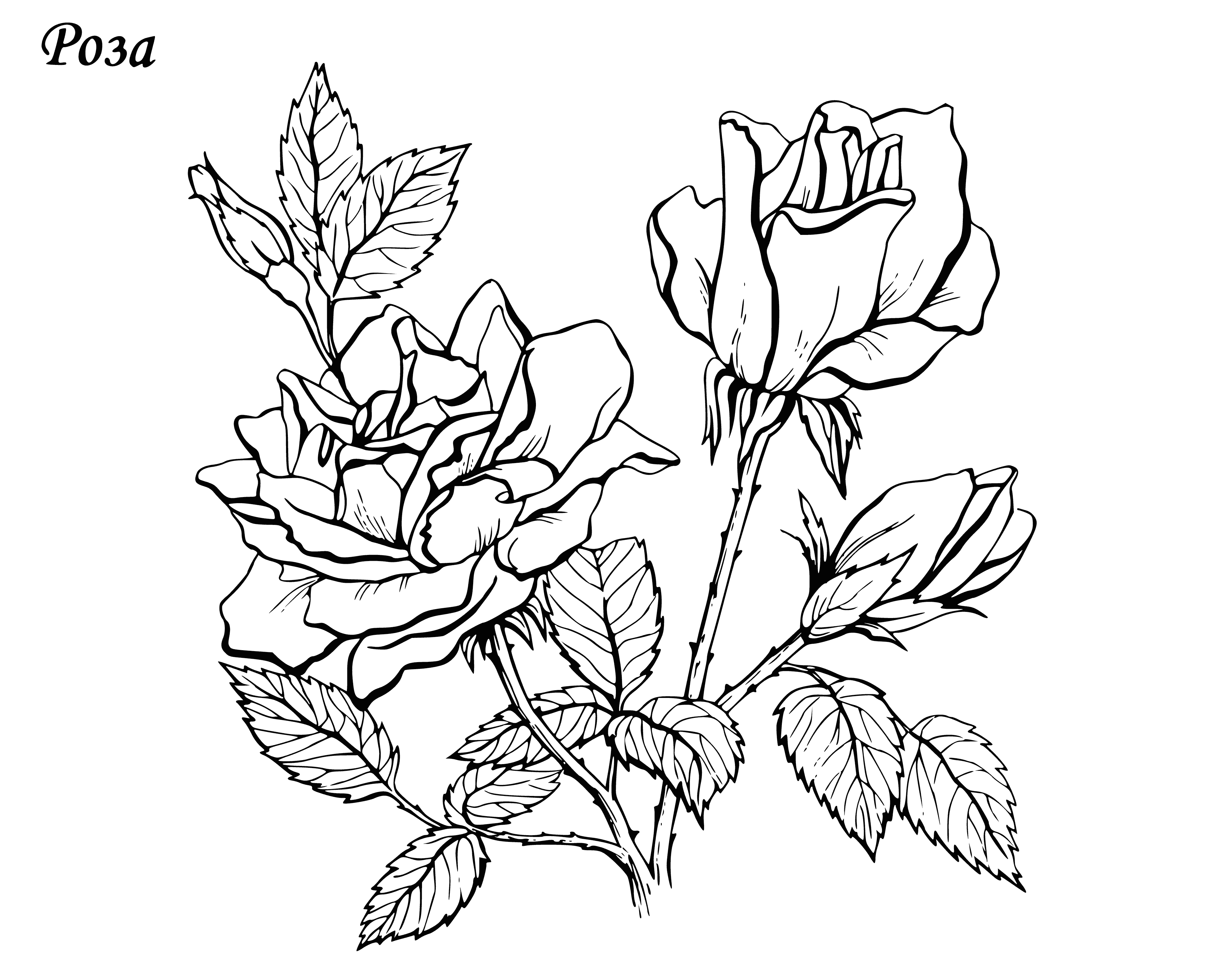 coloring page: A bouquet of multi-colored roses with baby's breath. #flowers