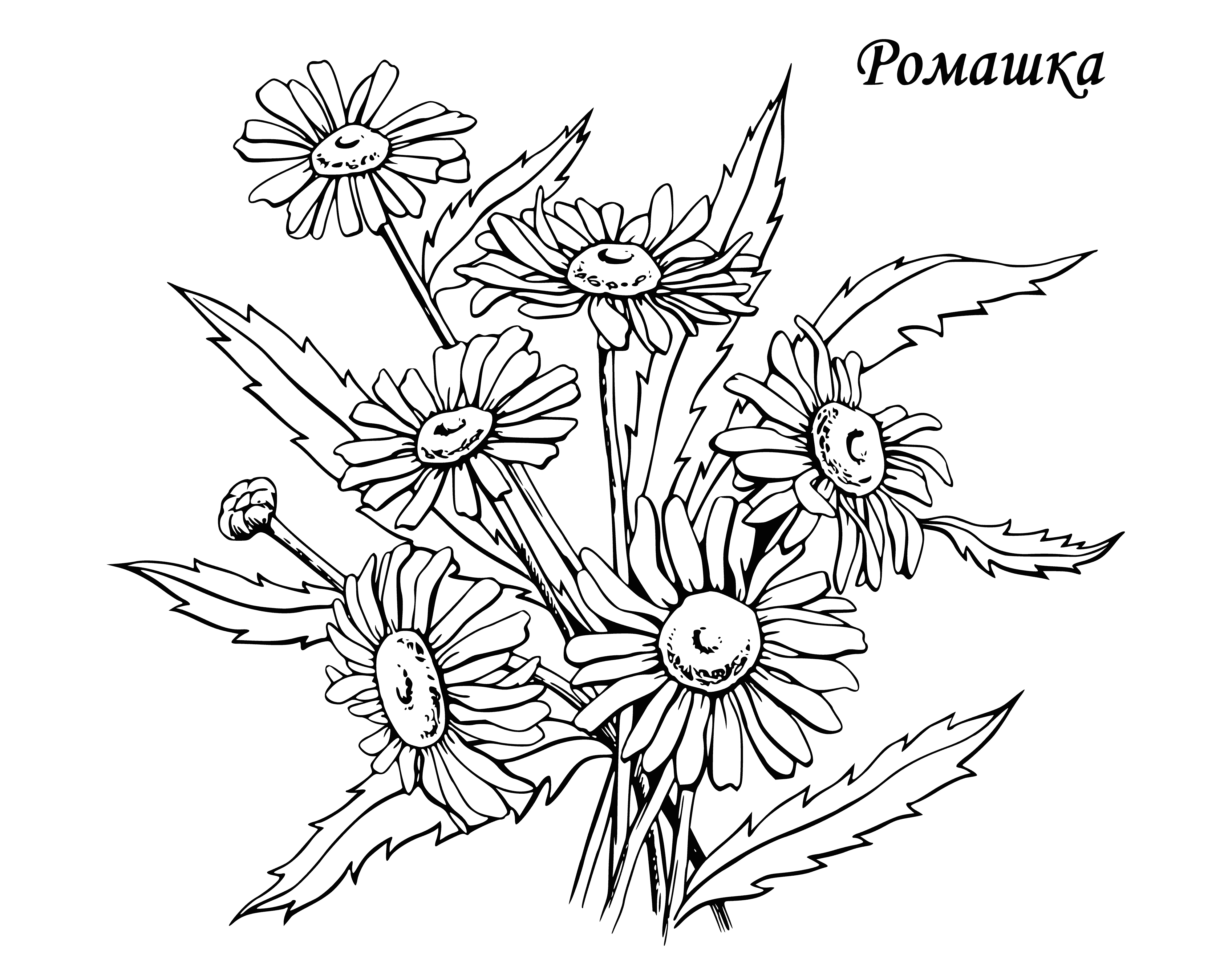 coloring page: Small, white chamomile flower with yellow center, delicate petals, long slender stem, and lance-shaped green leaves.